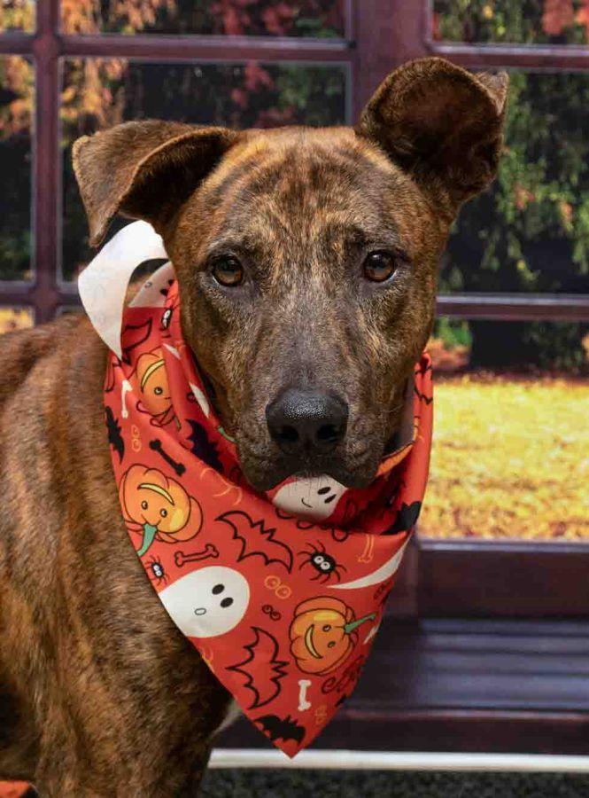 Rafi, adoptable, Adult Male Hound.