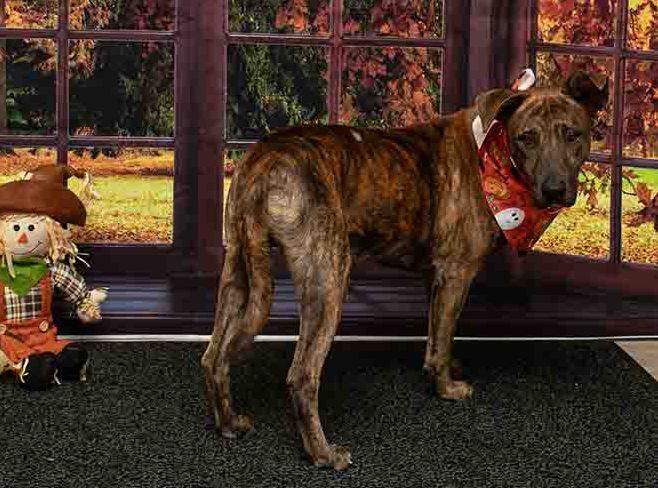 Enlarge Rafi, an adoptable mixed breed in Sanford, FL image 2/2