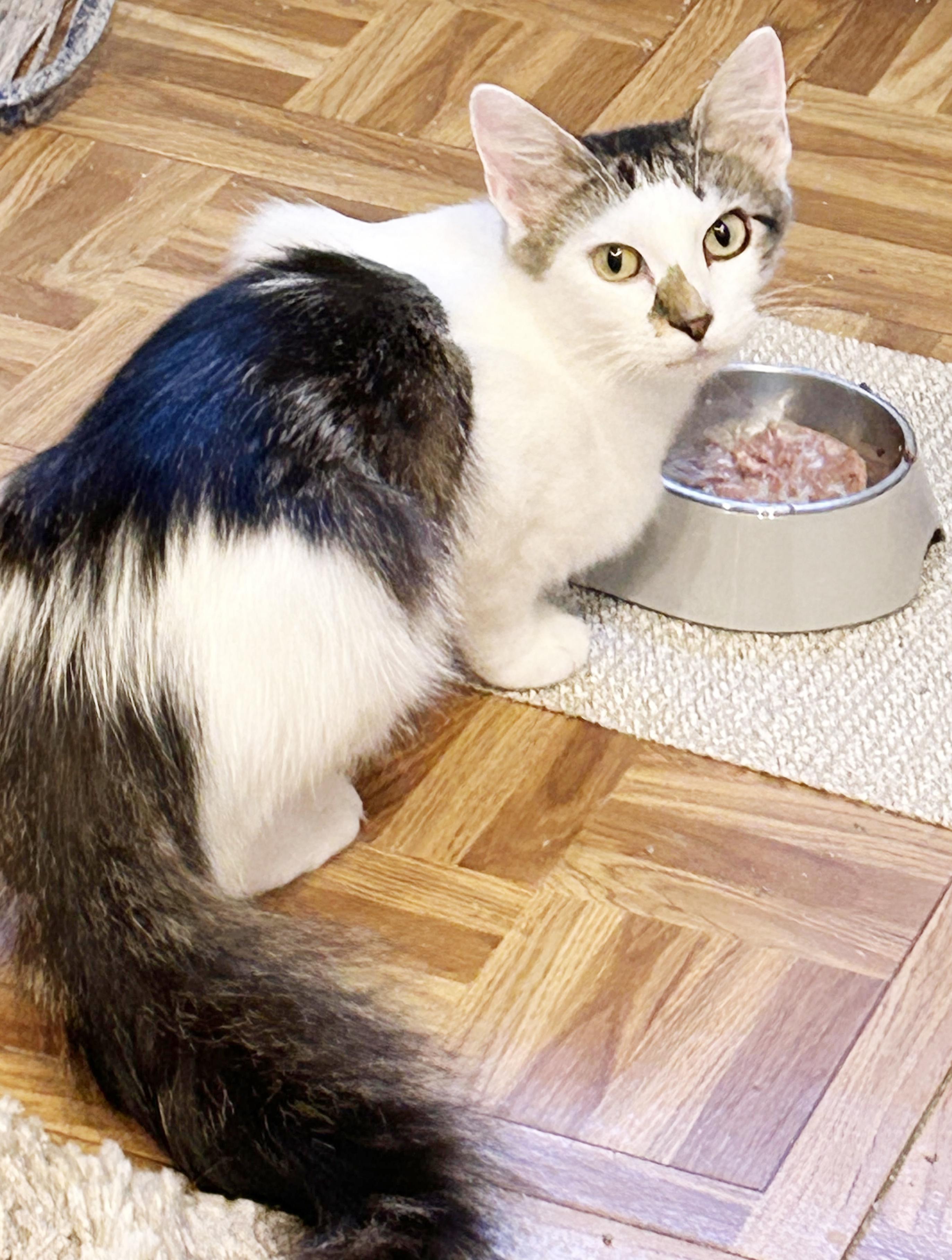 Remarkable Remi! She's THE CUTEST and sweetest! VIDEO - possible therapy cat