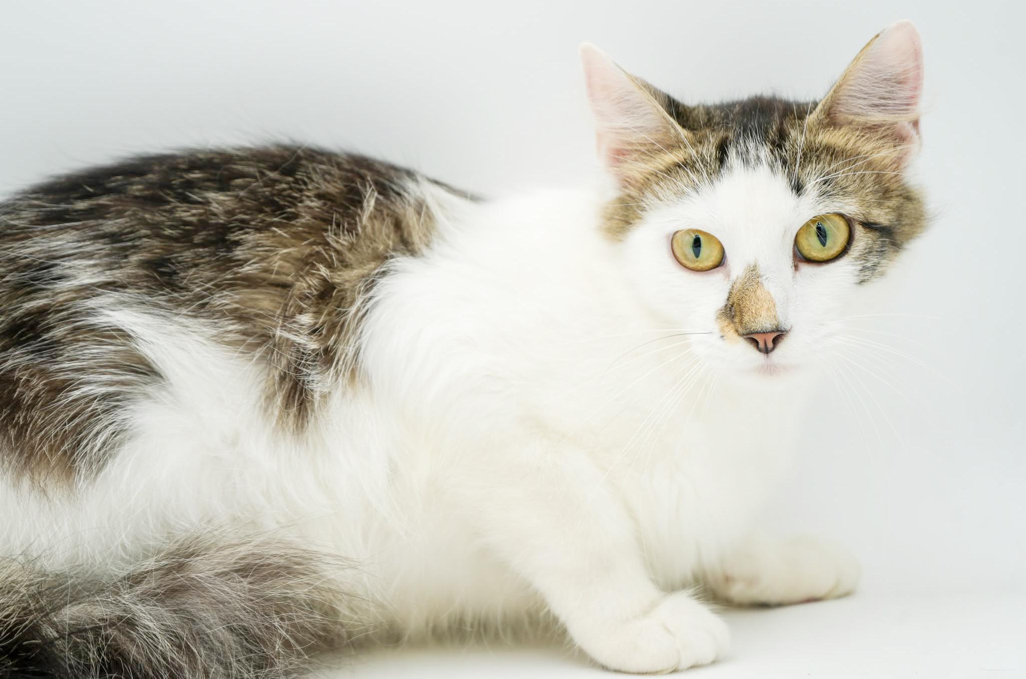 Remarkable Remi! She's THE CUTEST and sweetest! VIDEO - possible therapy cat
