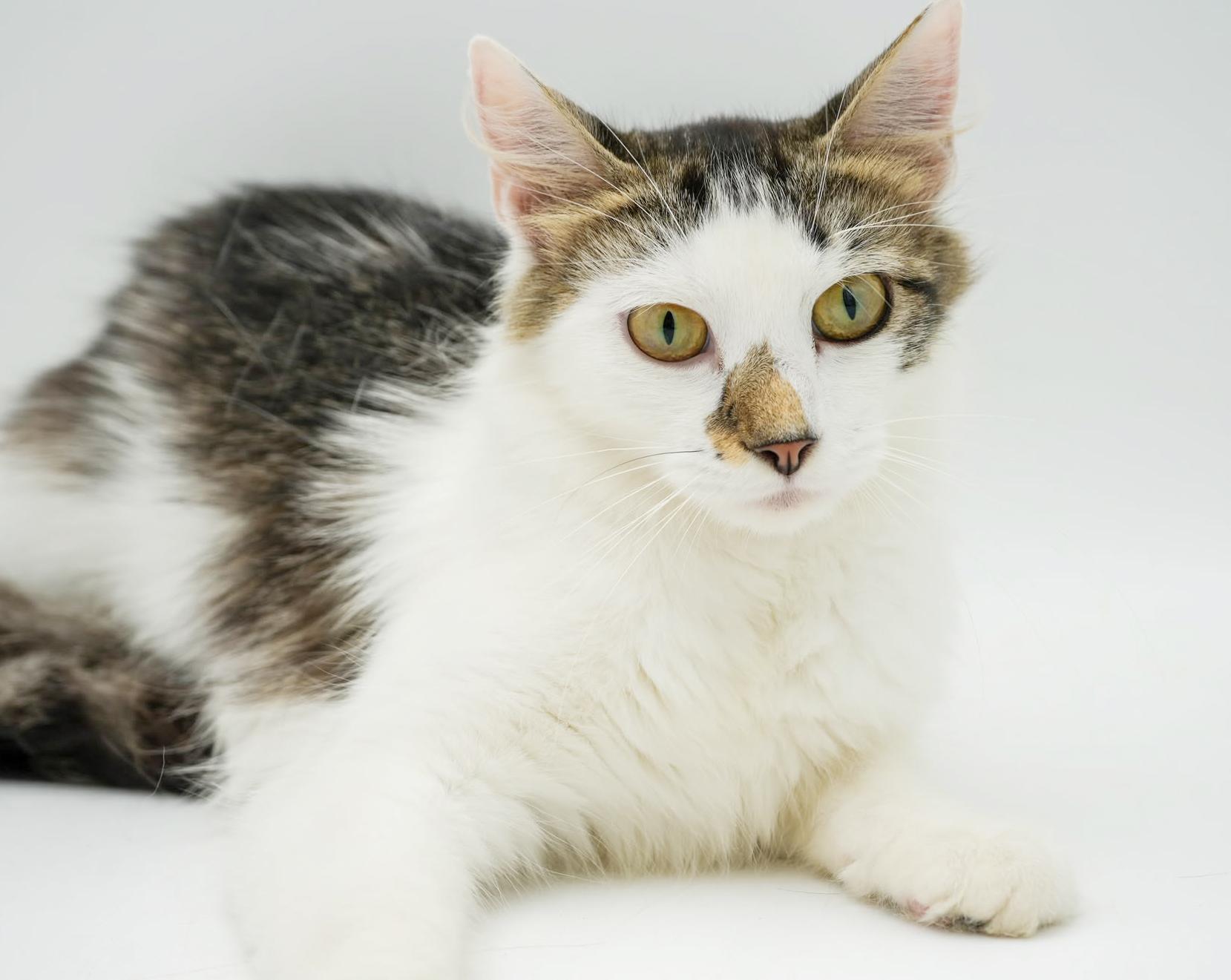 Remarkable Remi! She's THE CUTEST and sweetest! VIDEO - possible therapy cat