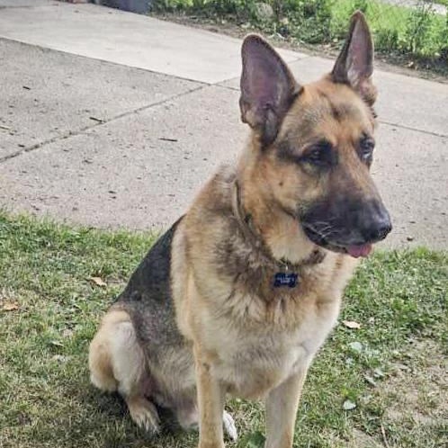 GUARDIAN- Needs a foster/forever home!