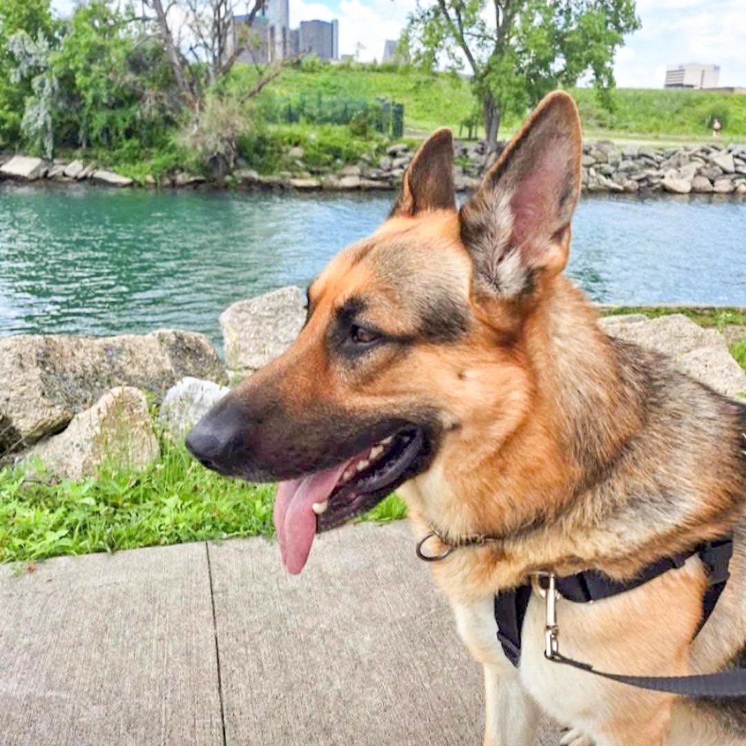 GUARDIAN- Needs a foster/forever home! — thumbnail 2