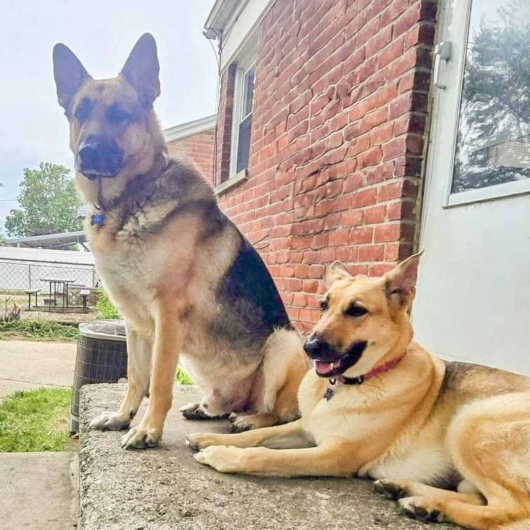 GUARDIAN- Needs a foster/forever home! — thumbnail 3