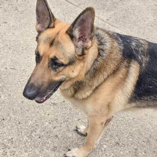 GUARDIAN- Needs a foster/forever home! — thumbnail 4