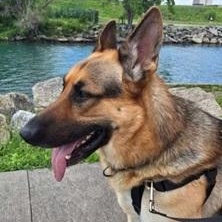 Guardian- Needs a foster/forever home!