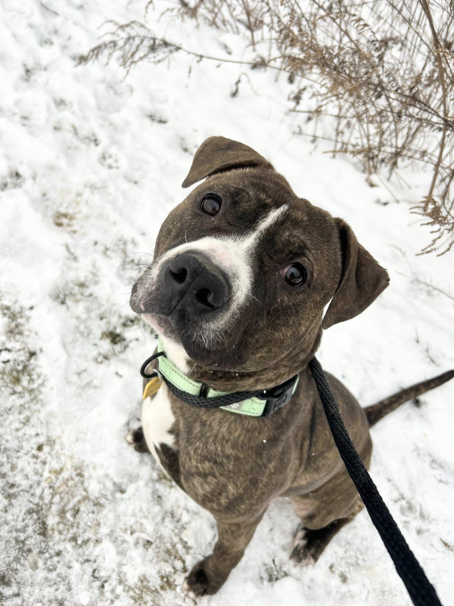 Enlarge Bugsy, a ADOPTABLE mixed breed in Cleveland, OH image 2/6