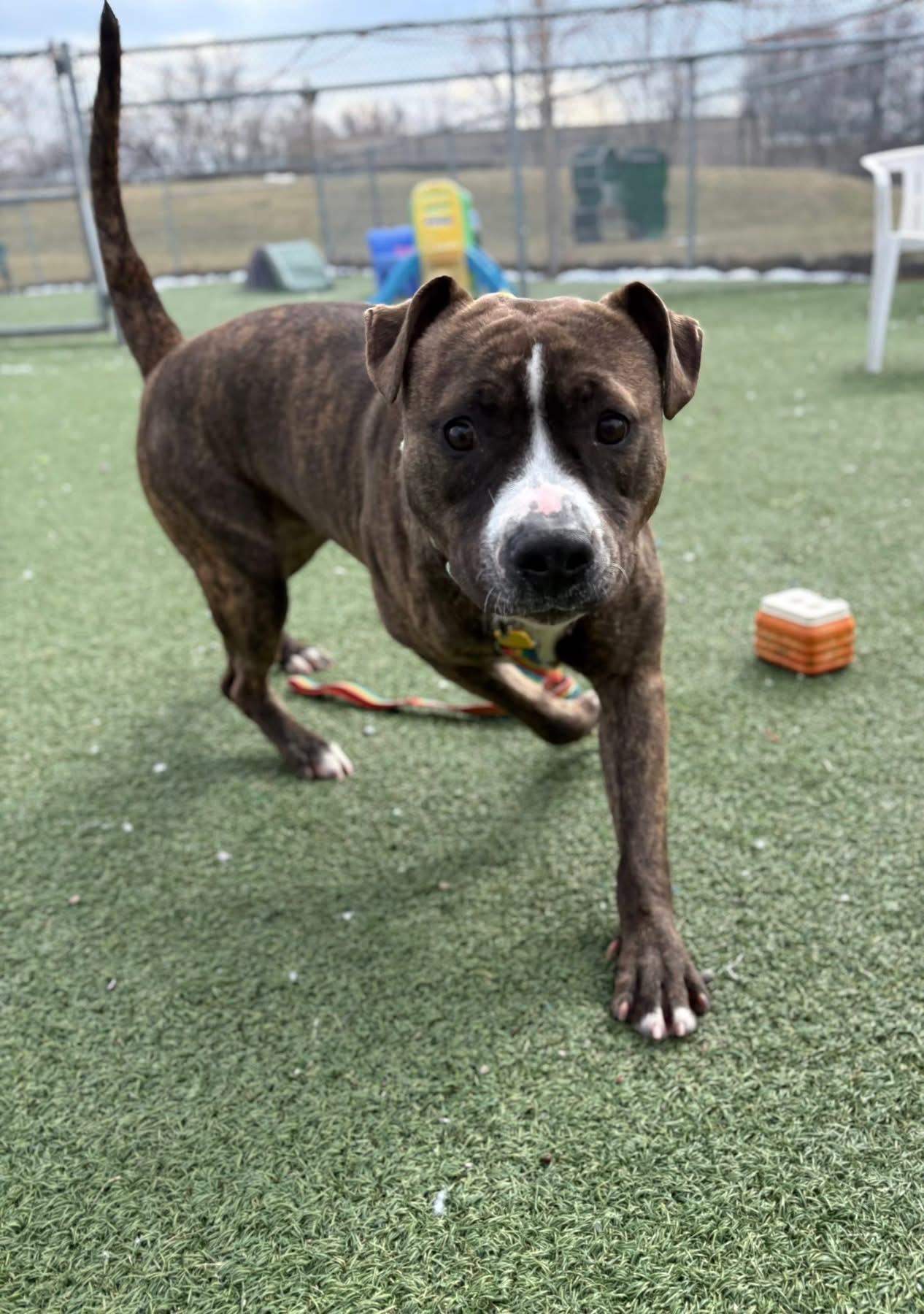 Enlarge Bugsy, a ADOPTABLE mixed breed in Cleveland, OH image 6/6