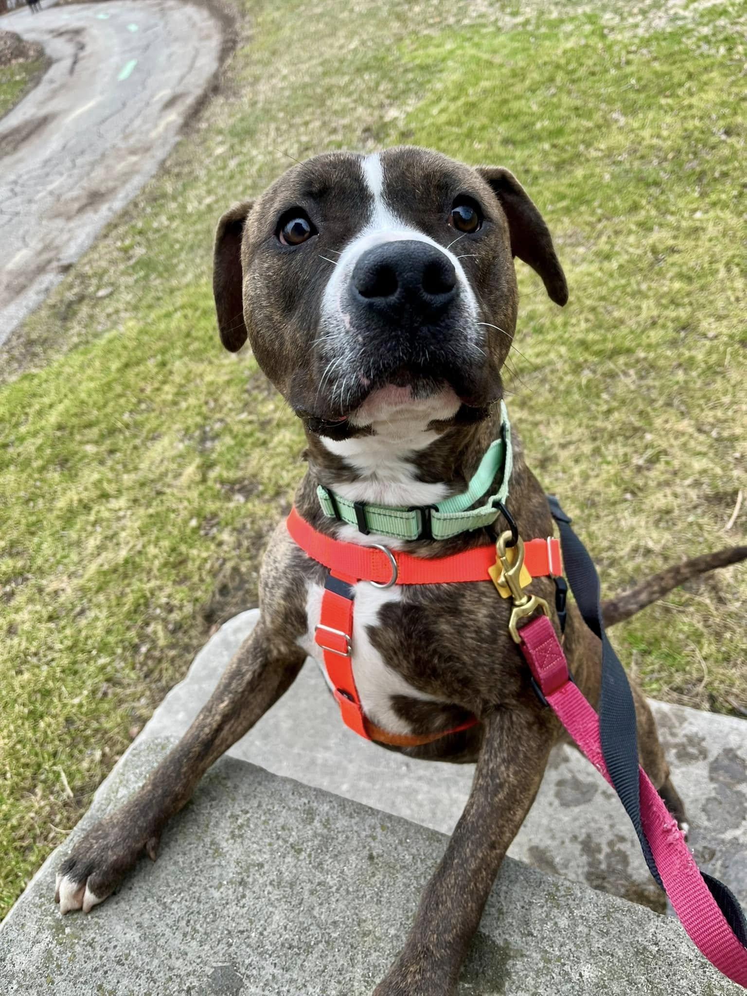 Enlarge Bugsy, a ADOPTABLE mixed breed in Cleveland, OH image 3/6