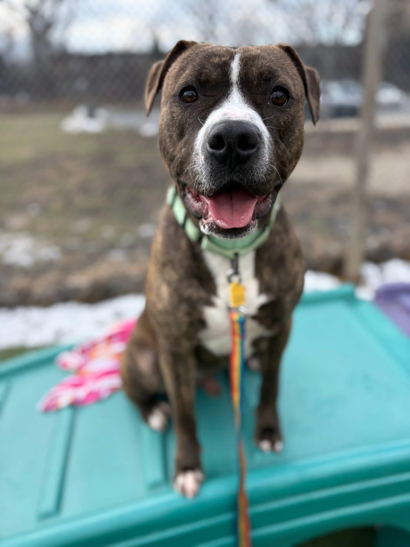 Enlarge Bugsy, a ADOPTABLE mixed breed in Cleveland, OH image 1/6