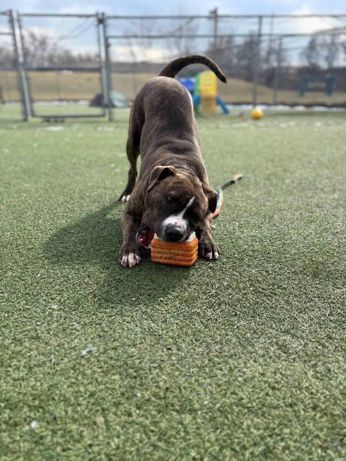 Enlarge Bugsy, a ADOPTABLE mixed breed in Cleveland, OH image 4/6