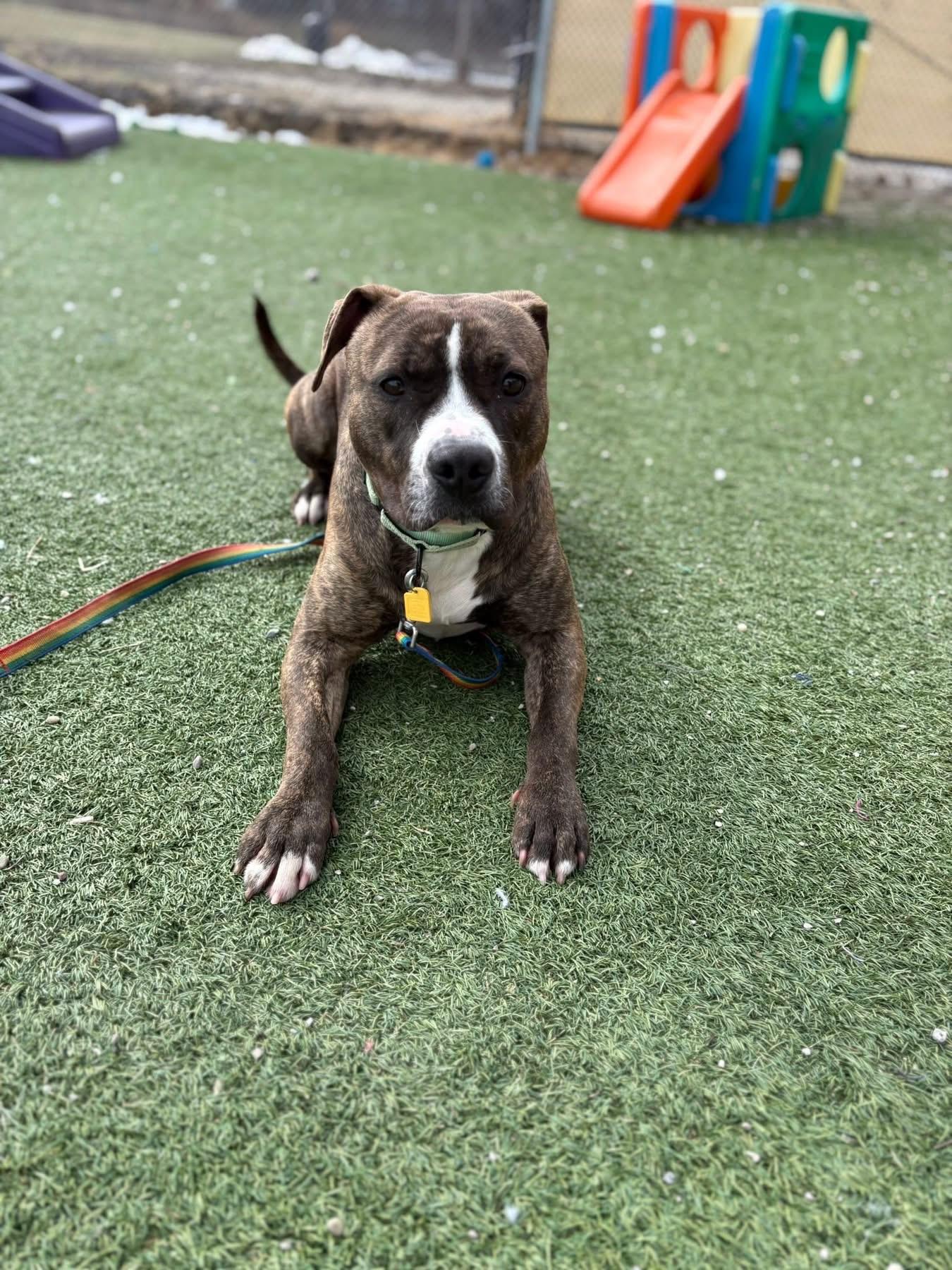 Enlarge Bugsy, a ADOPTABLE mixed breed in Cleveland, OH image 5/6