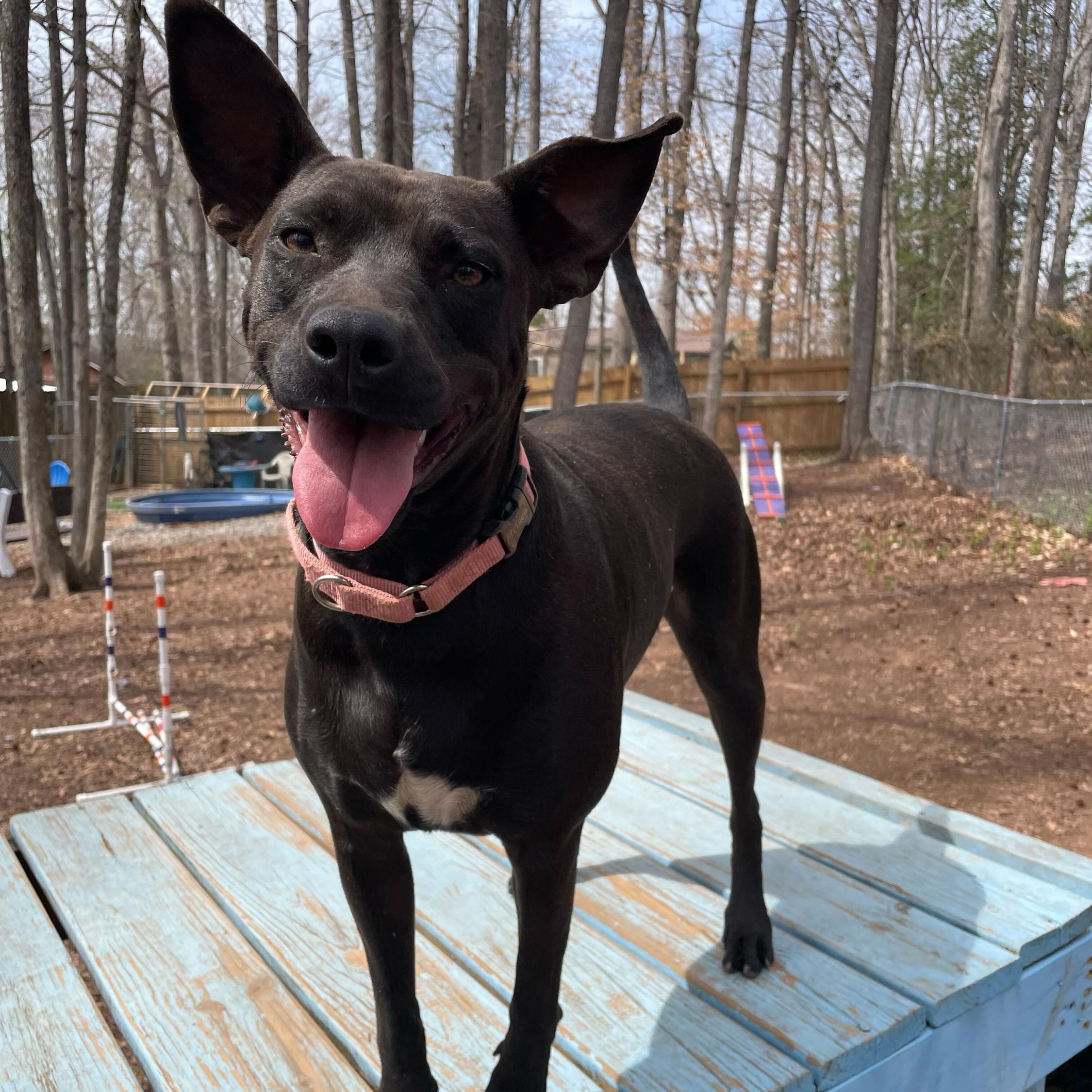 Enlarge Brandy, a Adoptable Mixed Breed in Anderson , SC image 3/6