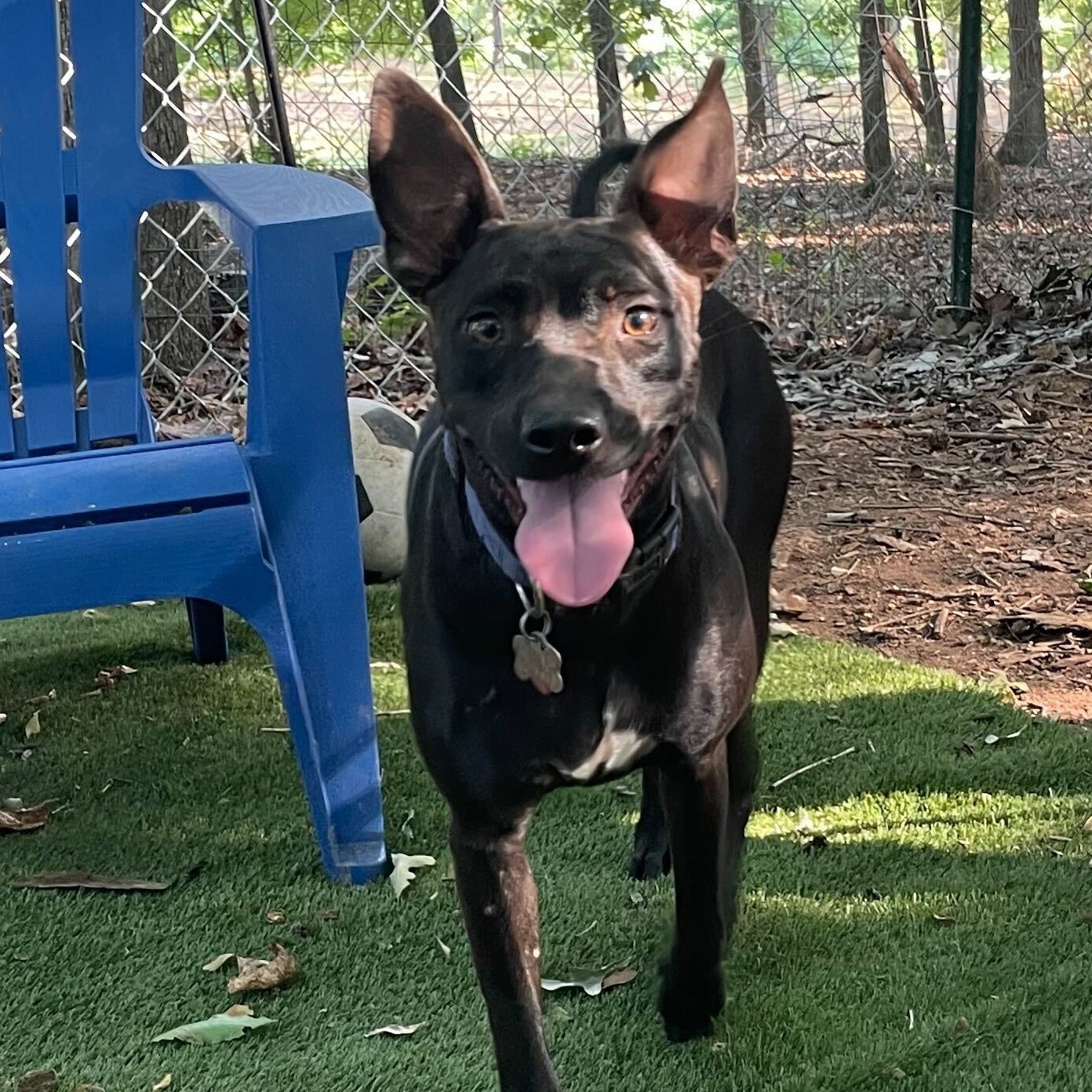 Enlarge Brandy, a Adoptable Mixed Breed in Anderson , SC image 4/6