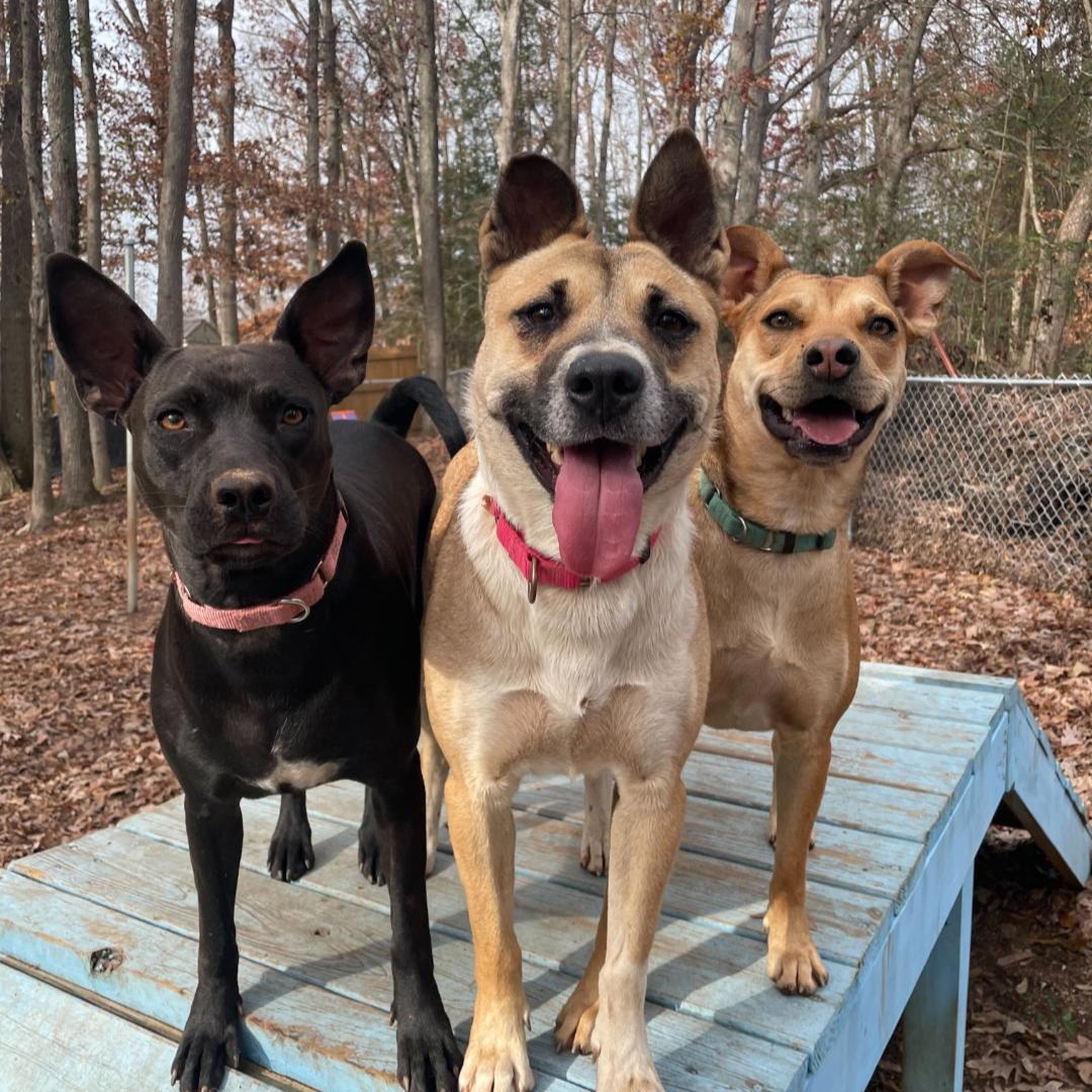 Enlarge Brandy, a Adoptable Mixed Breed in Anderson , SC image 6/6