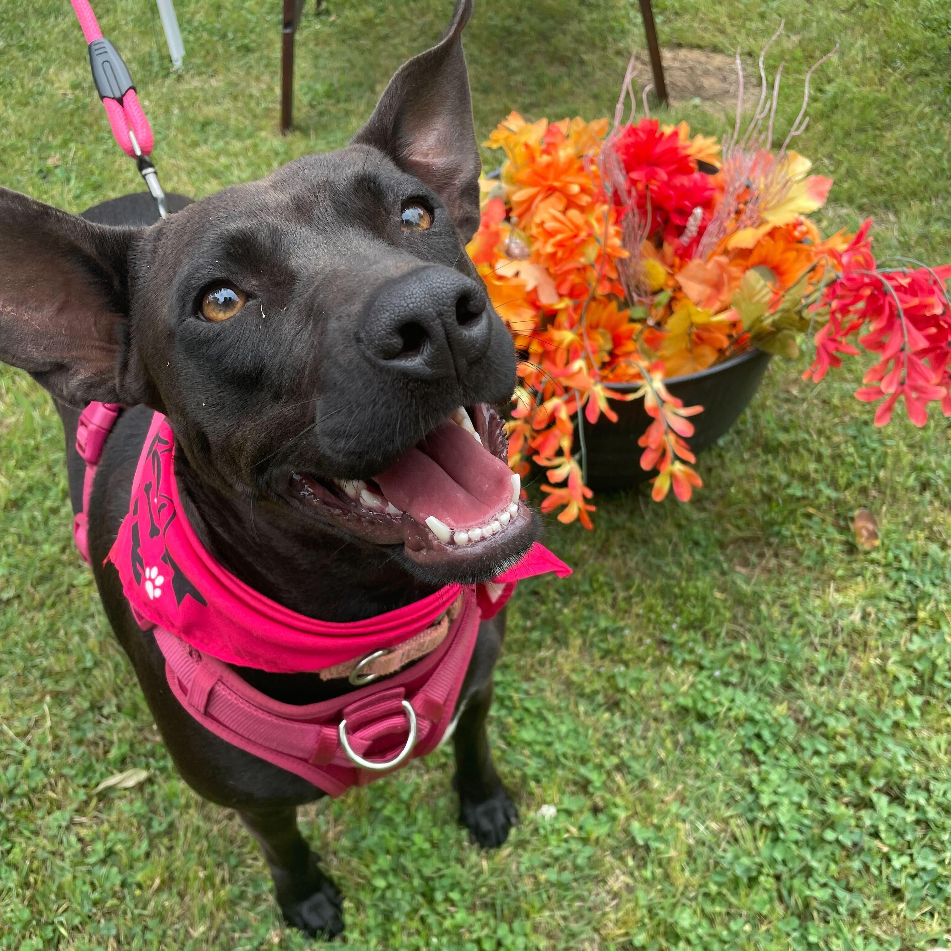Enlarge Brandy, a Adoptable Mixed Breed in Anderson , SC image 2/6