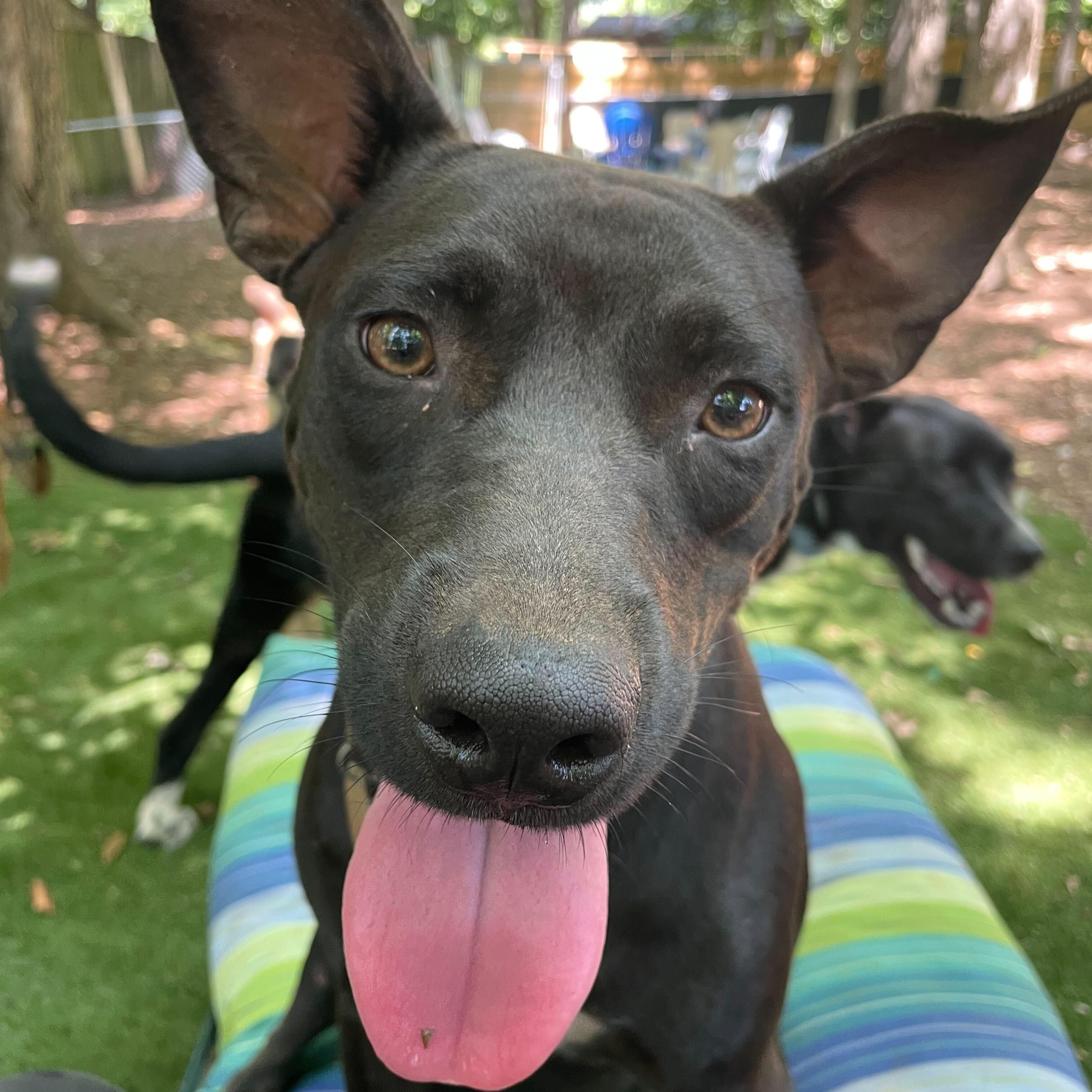 Brandy, Young Female Mixed Breed
