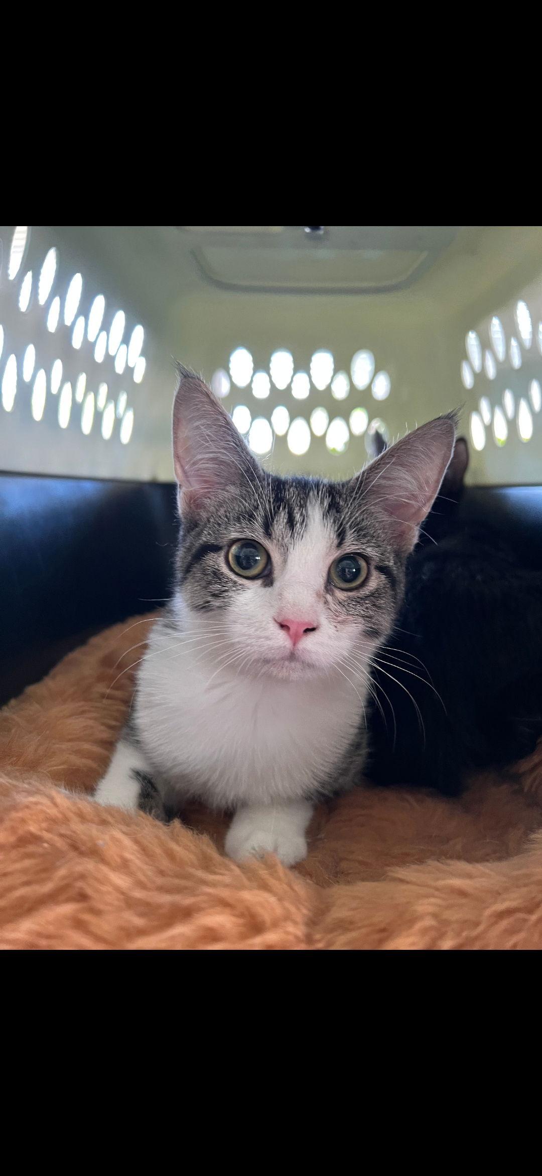 Enlarge Cooper, a Adopted Domestic Short Hair in Harrisburg, PA image 1/1