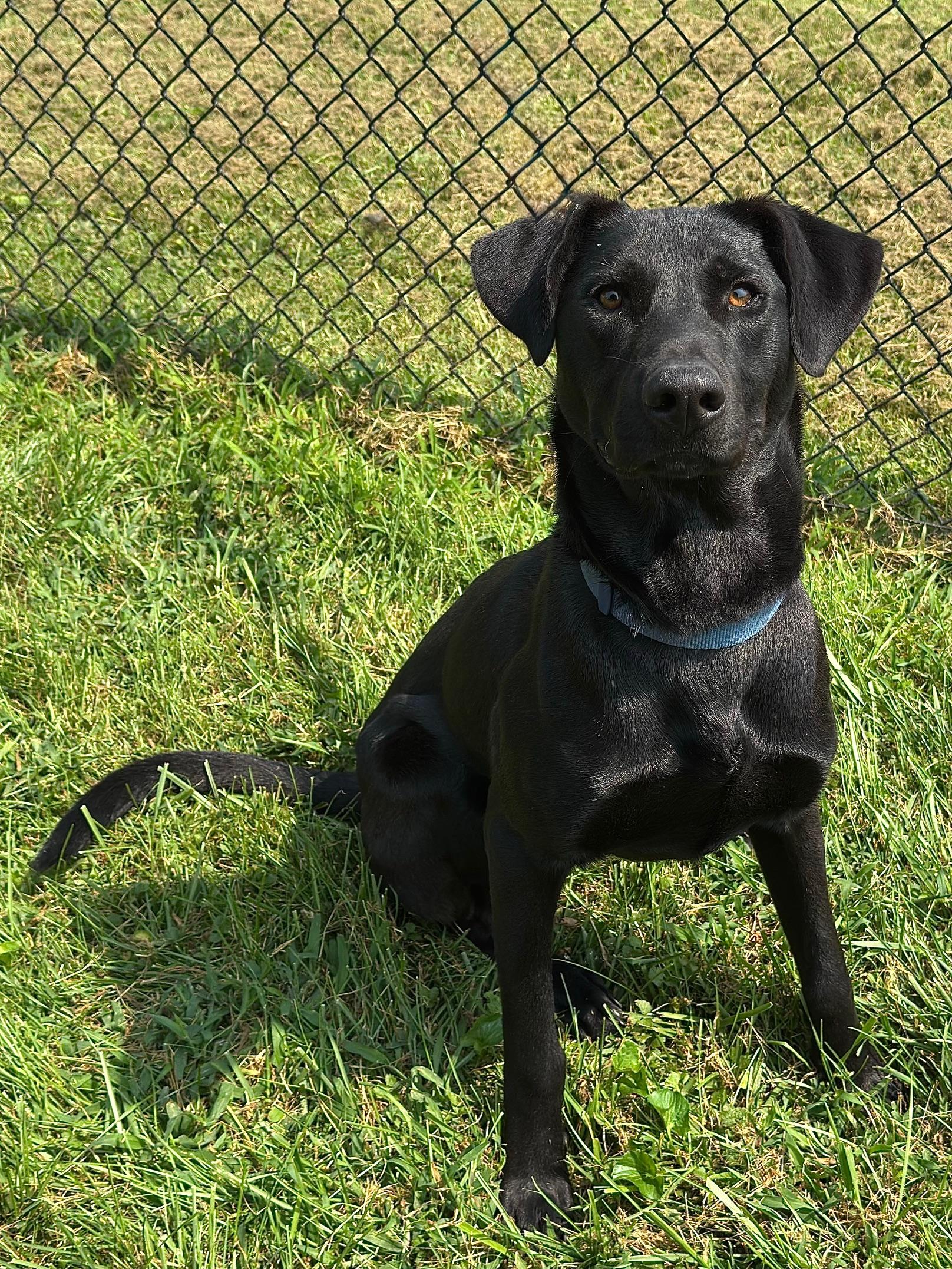 Dom, a Adoptable mixed breed image 1/5