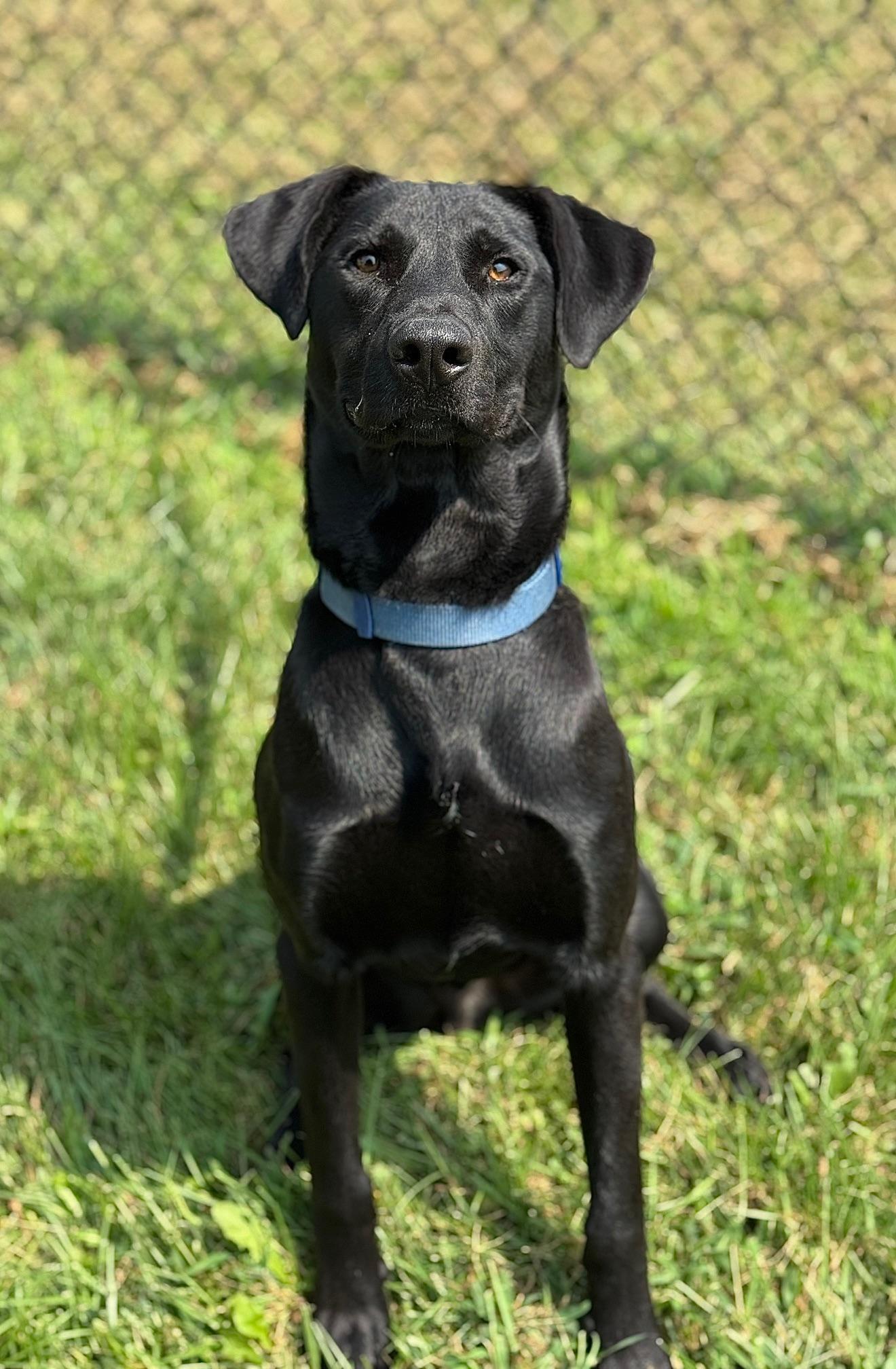 Dom, a Adoptable mixed breed image 2/5