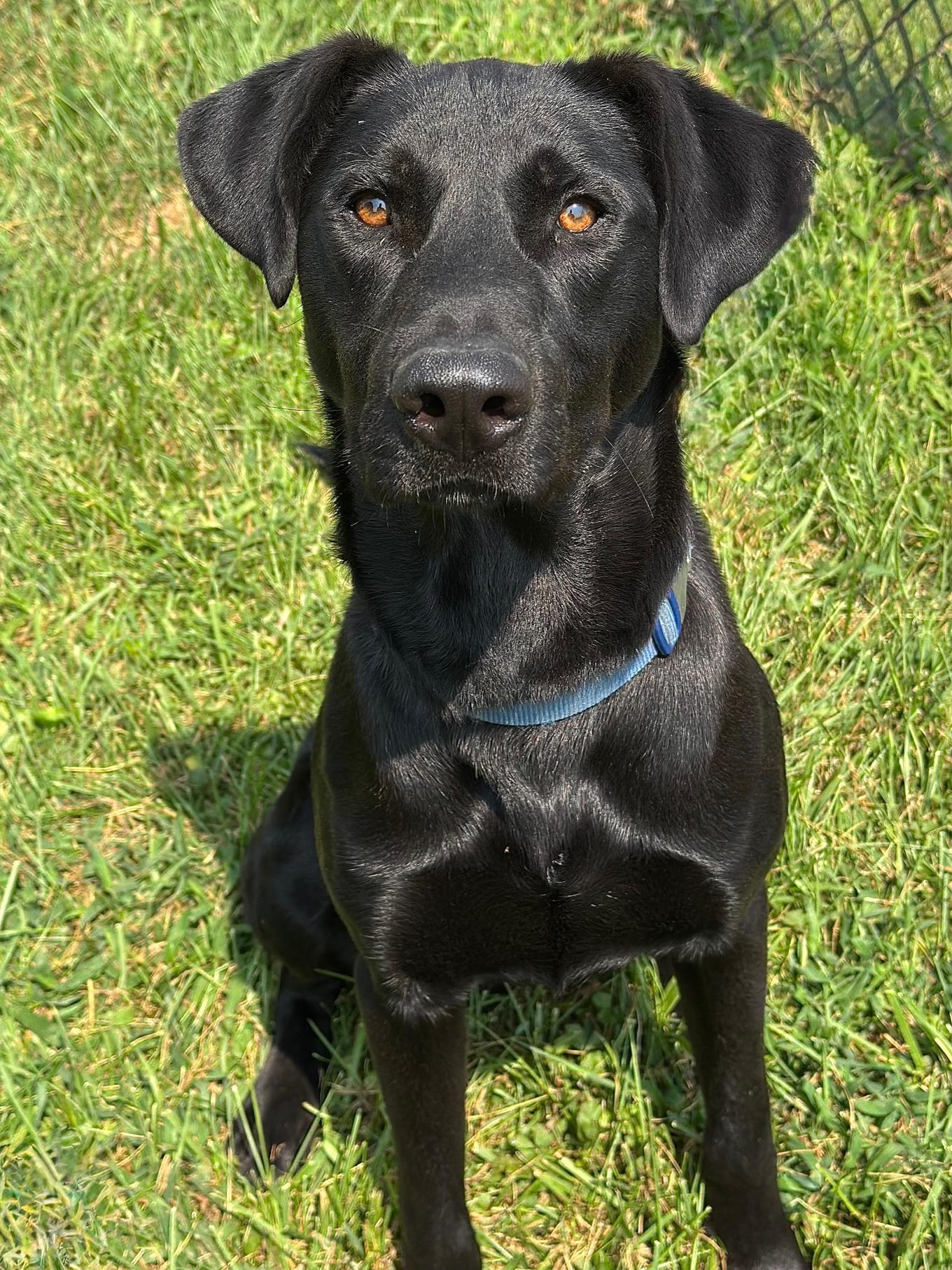 Dom, a Adoptable mixed breed image 3/5