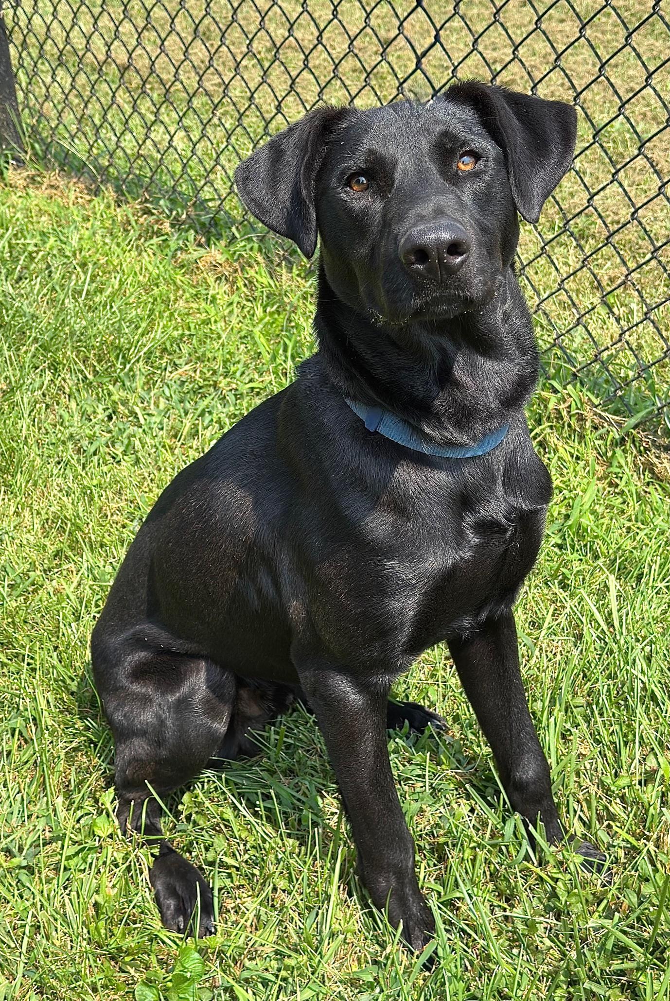 Dom, a Adoptable mixed breed image 4/5