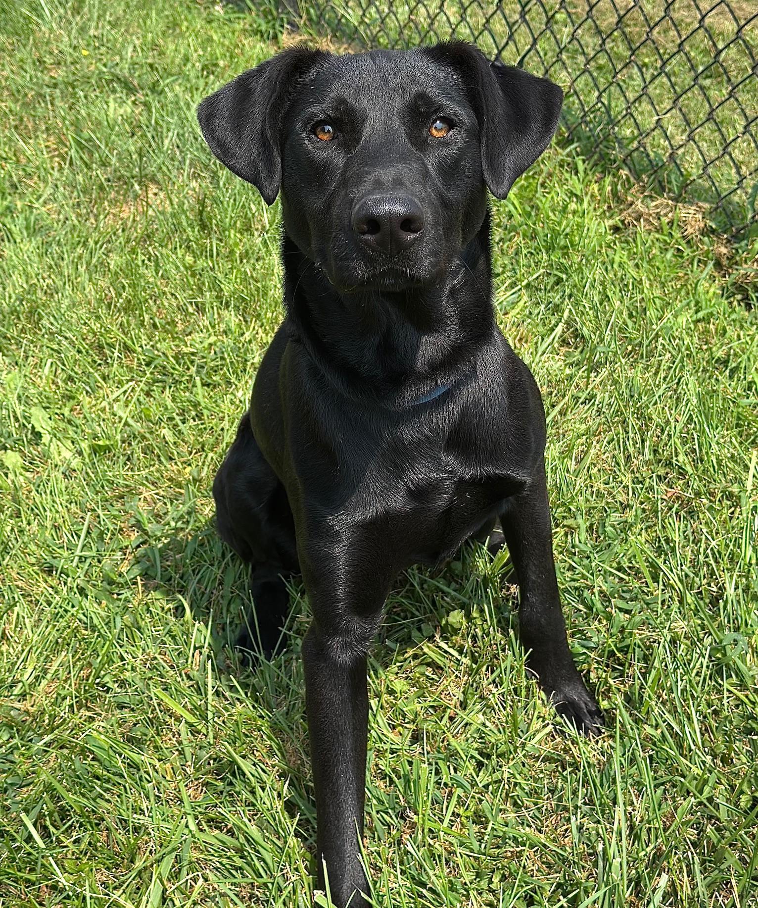 Dom, a Adoptable mixed breed image 5/5
