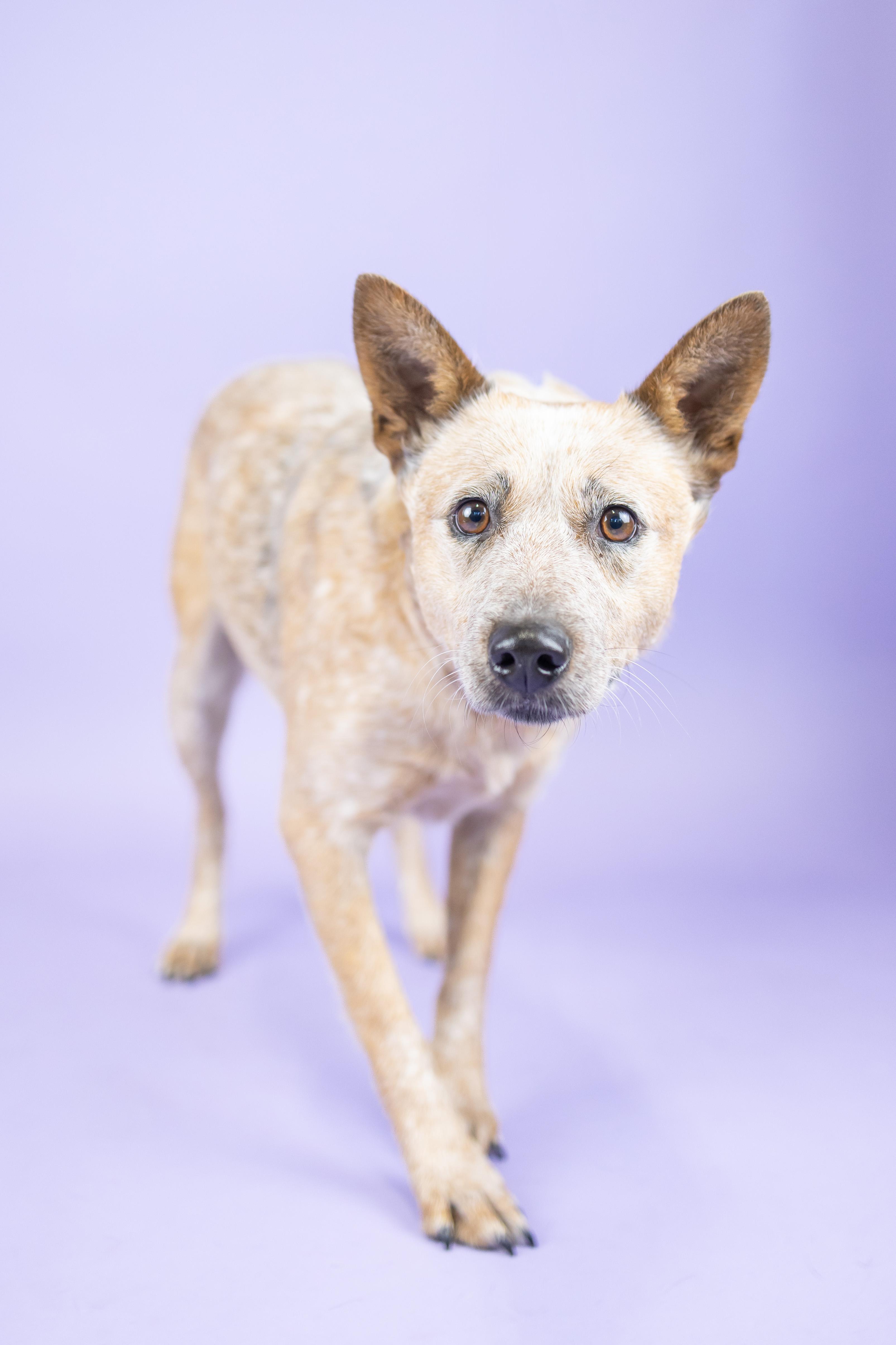 Enlarge Meyles, a Adoptable mixed breed in Portland, OR image 1/1