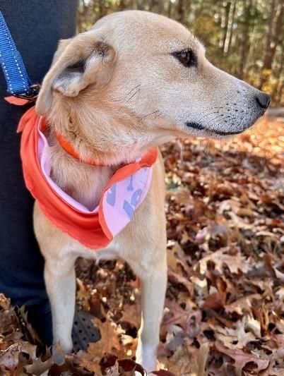 Hickory, ADOPTABLE, Adult Male Mixed Breed & Labrador Retriever.