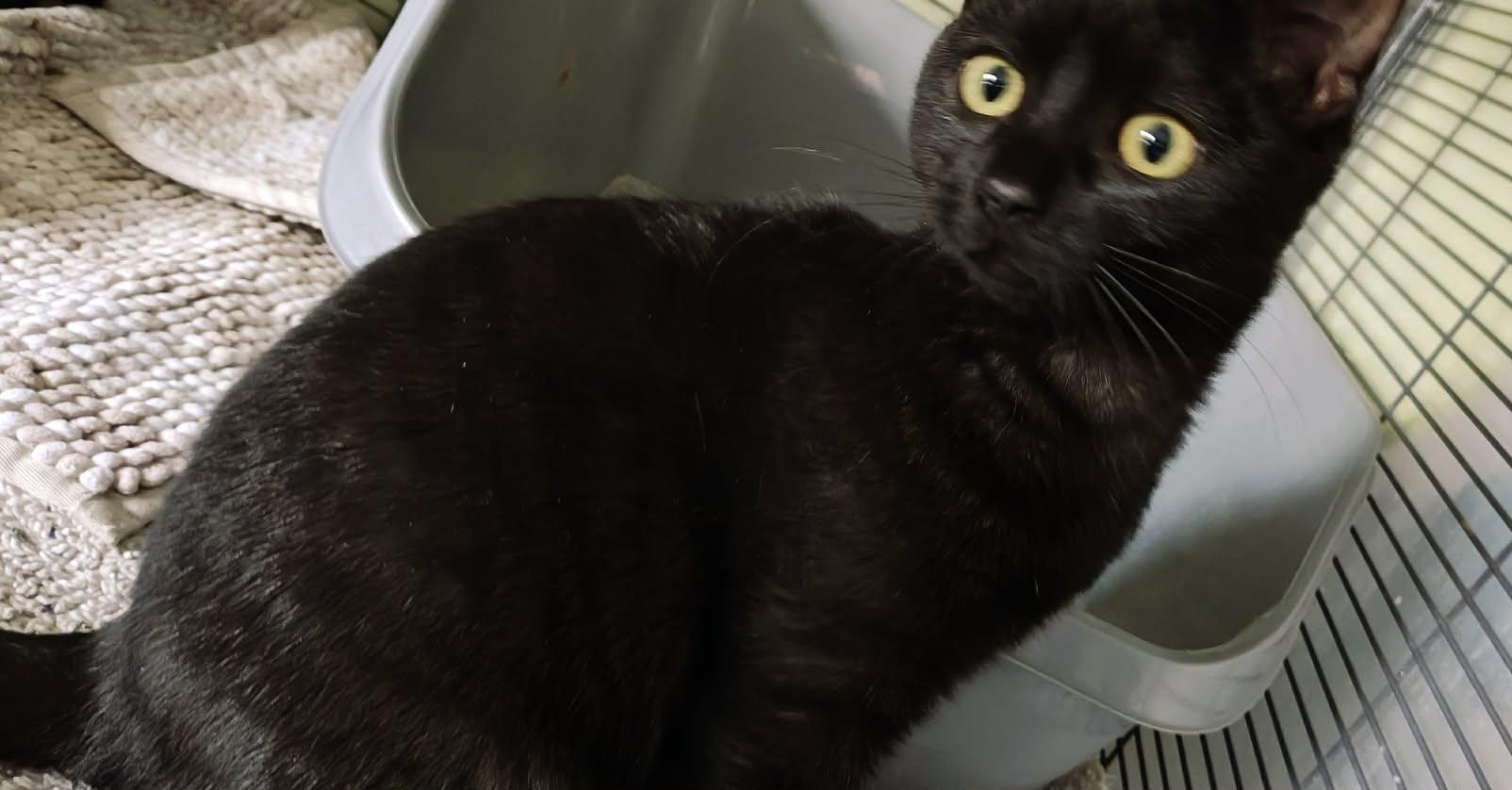 Enlarge Thunder, an adopted Domestic Short Hair in Springfield, PA image 1/1