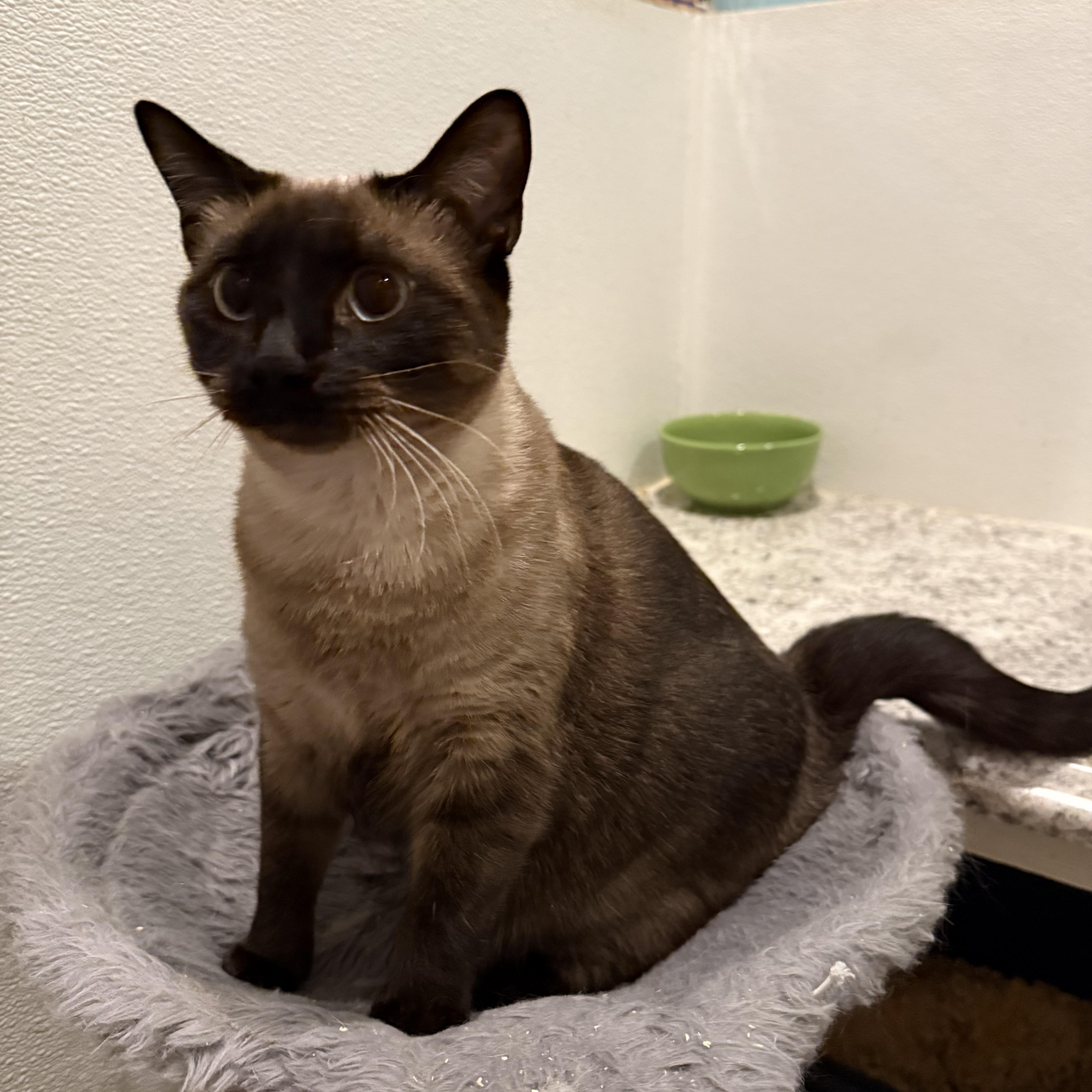 Bear, an adopted Balinese in Pomona, CA image 3/4