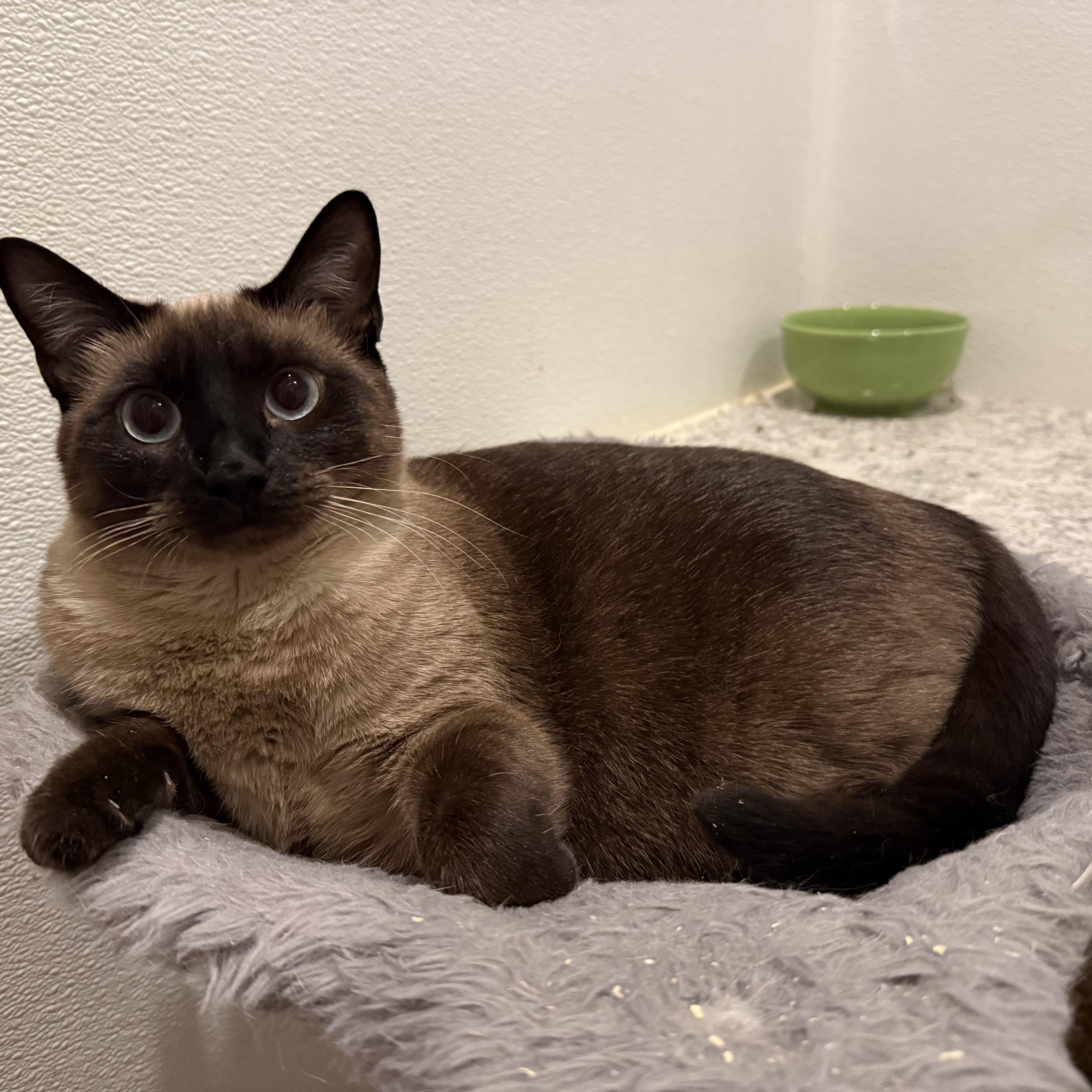 Bear, an adopted Balinese in Pomona, CA image 4/4
