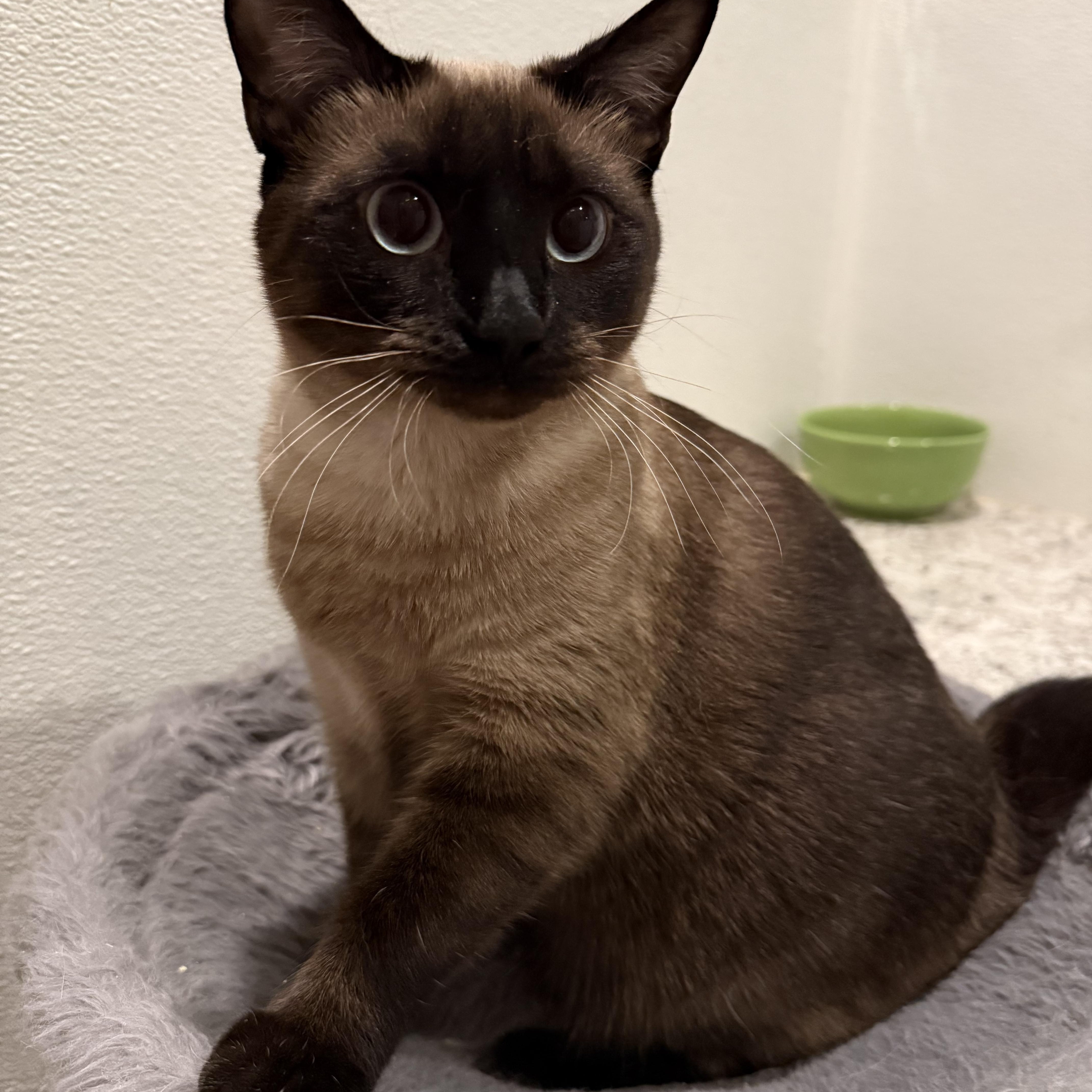 Bear, an adopted Balinese in Pomona, CA image 1/4
