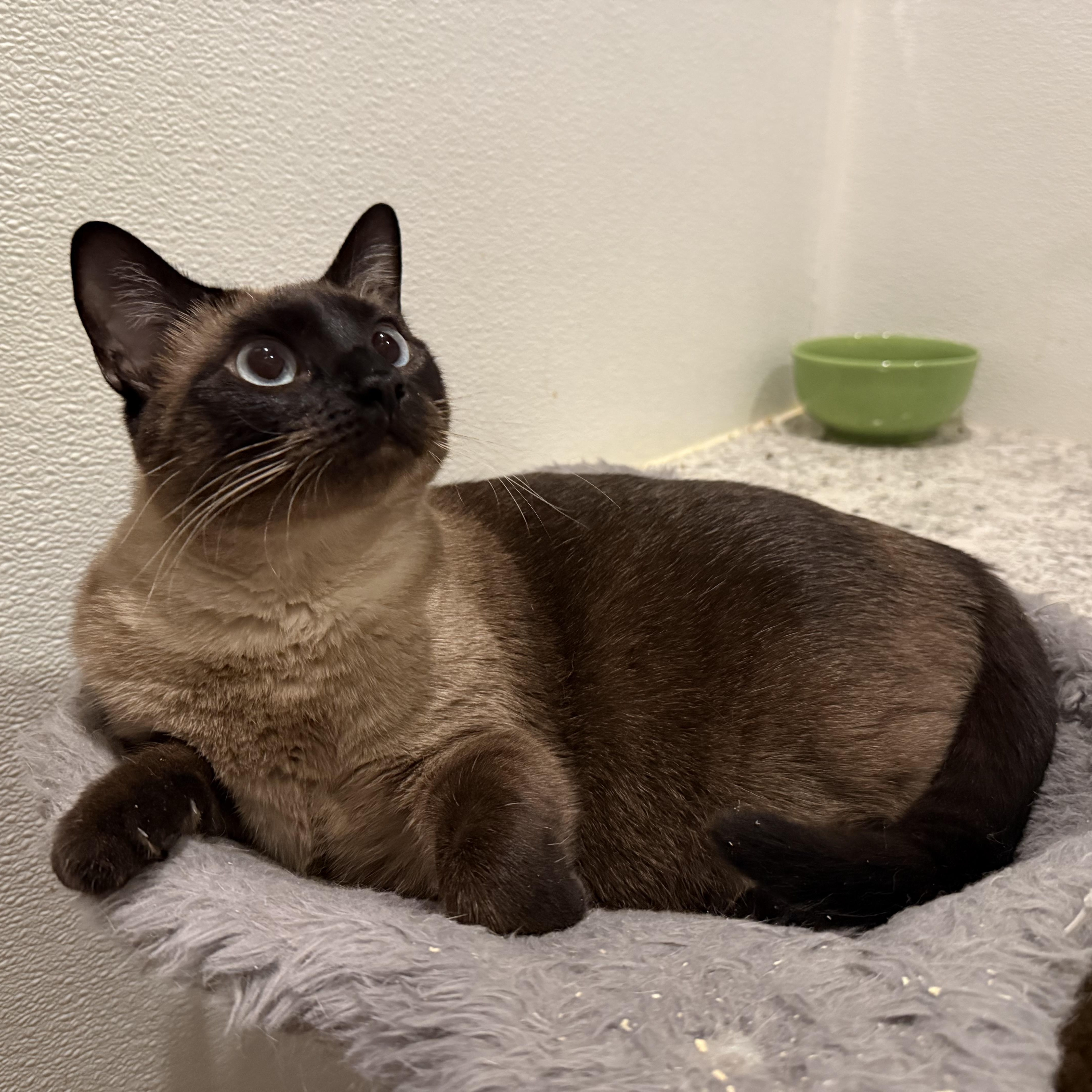 Bear, an adopted Balinese in Pomona, CA image 2/4