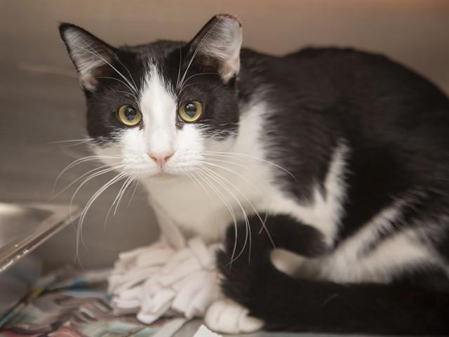 Enlarge RONY, a Adoptable Domestic Medium Hair in Phoenix, AZ image 1/1