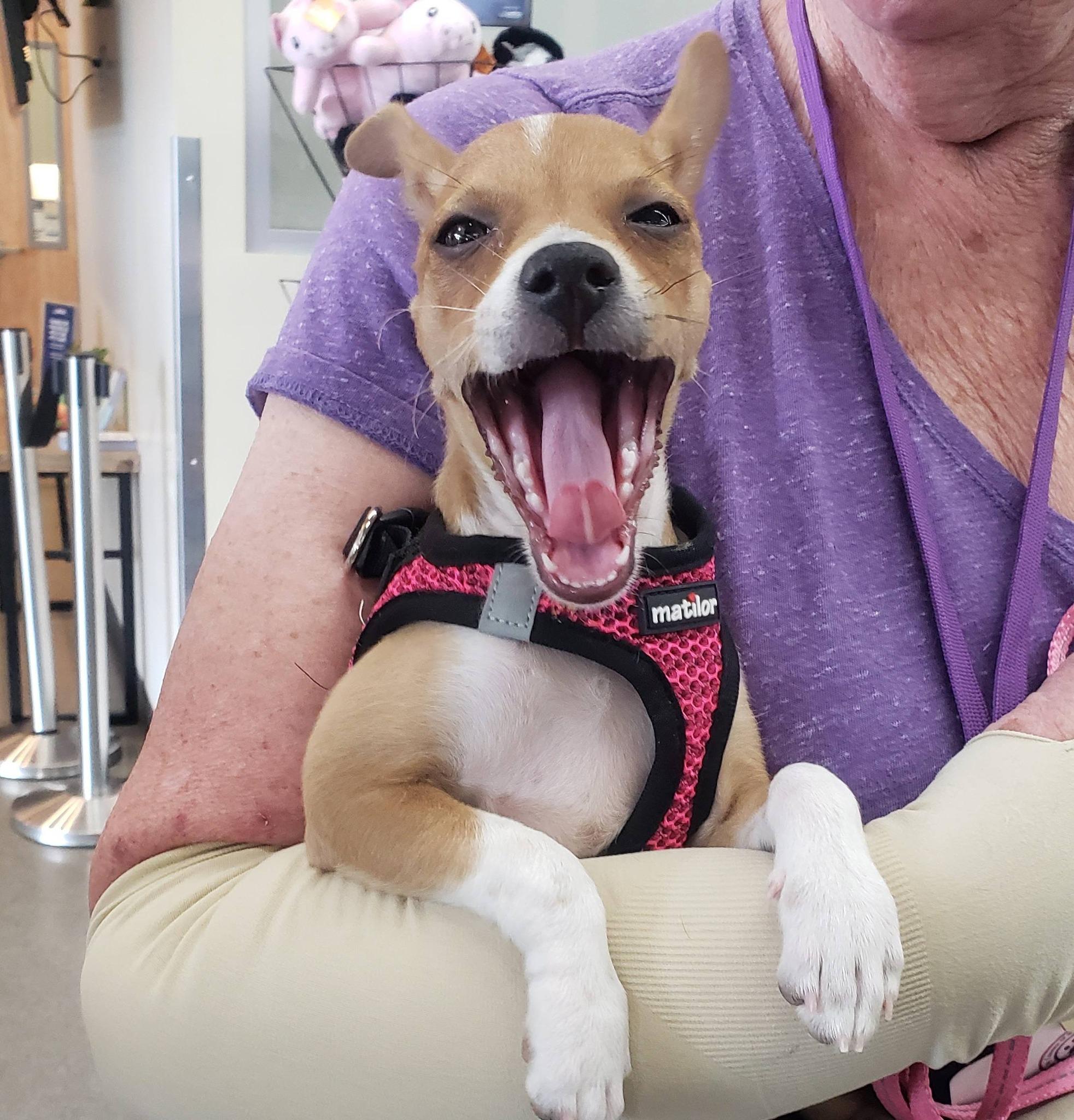 Maple, adopted, Puppy Female Chihuahua.