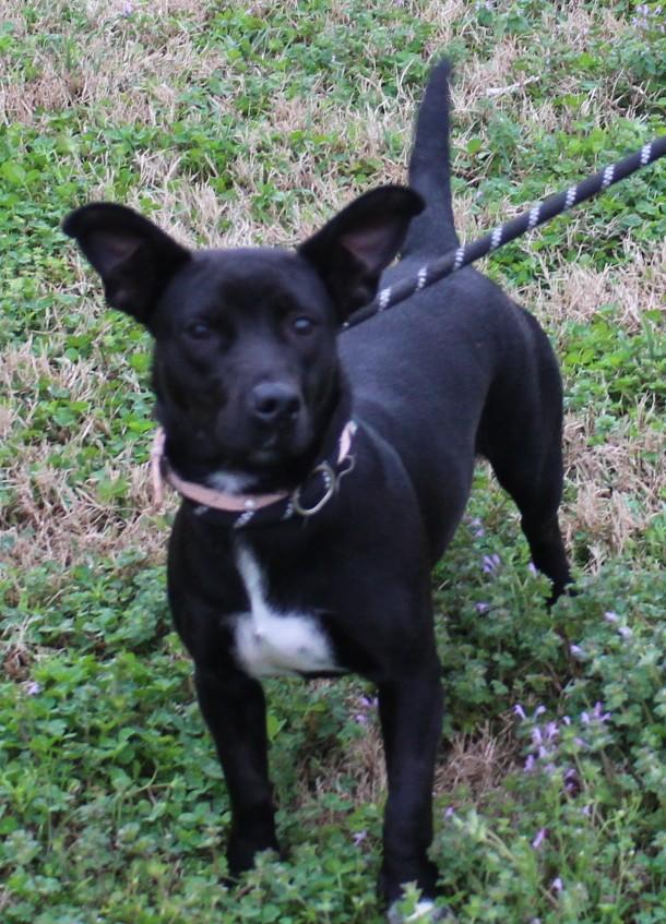 Enlarge ROXY, a ADOPTABLE mixed breed in Claremore, OK image 1/2
