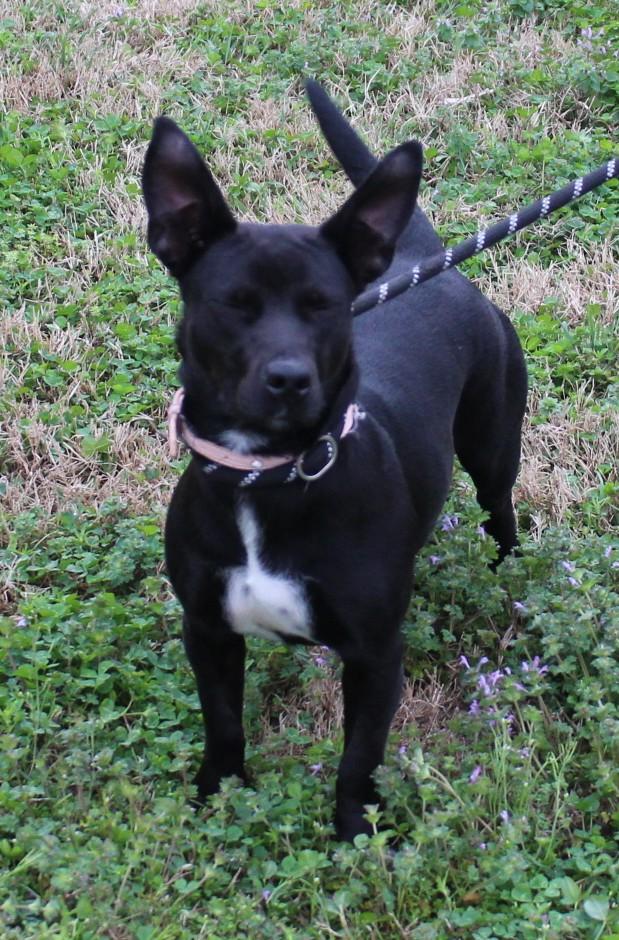 Enlarge ROXY, a ADOPTABLE mixed breed in Claremore, OK image 2/2