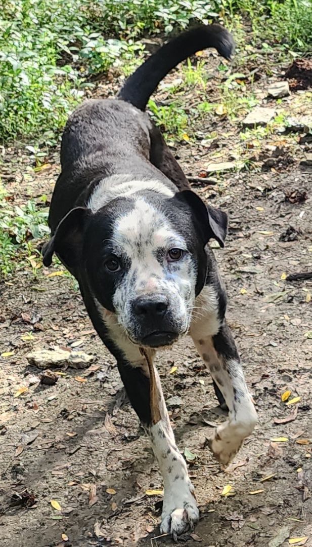 Freckles, an adoptable Cattle Dog, American Bulldog in Cincinnati, OH, 45255 | Photo Image 1
