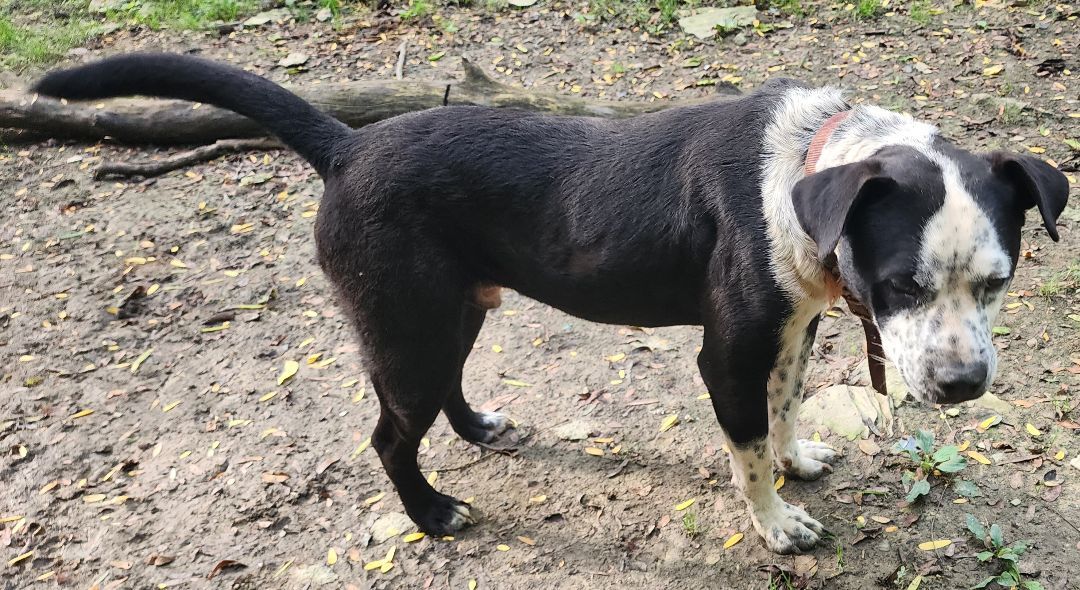 Freckles, an adoptable Cattle Dog, American Bulldog in Cincinnati, OH, 45255 | Photo Image 2