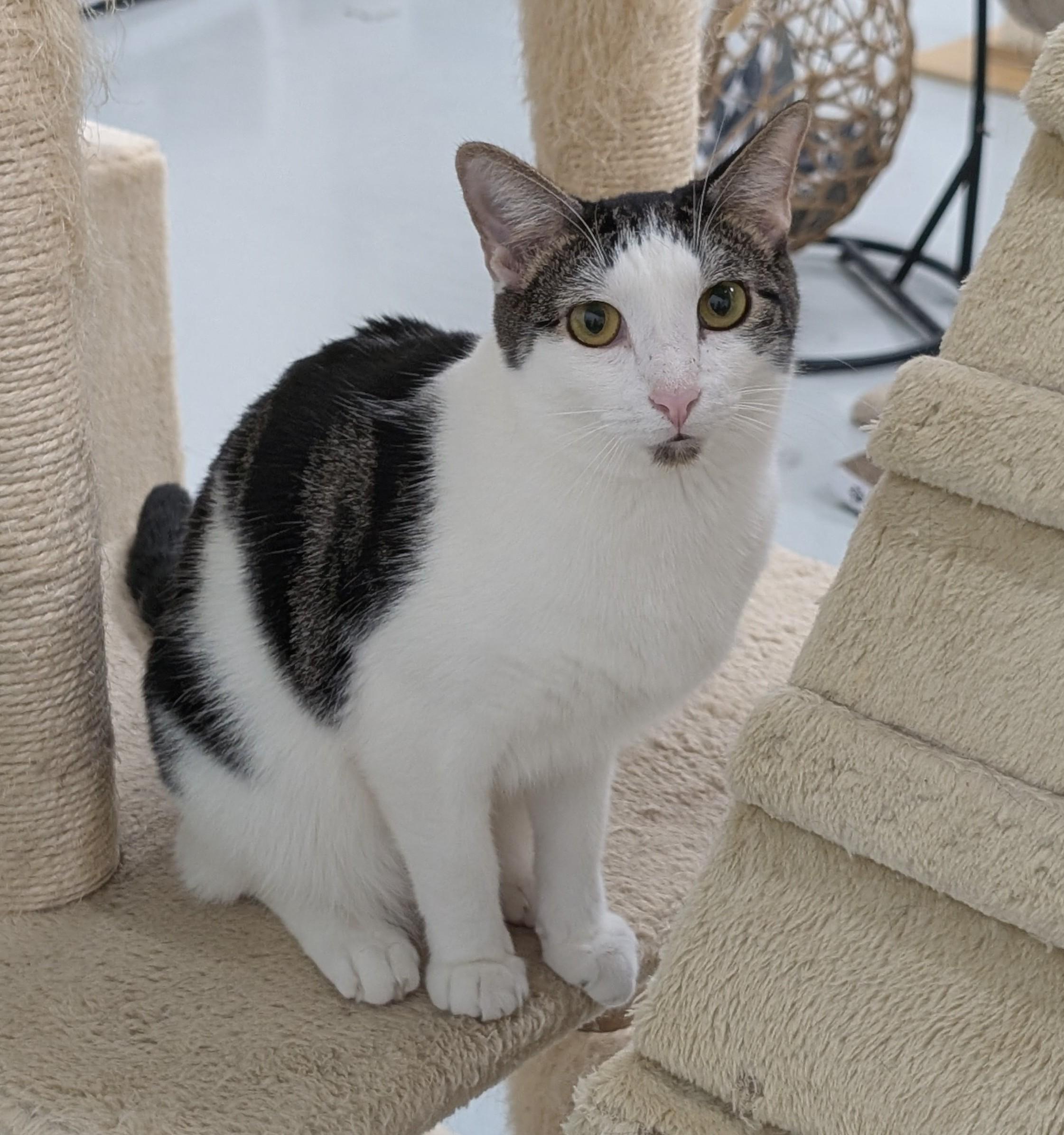 Alex, Adoptable, Young Male Domestic Short Hair & Tabby.