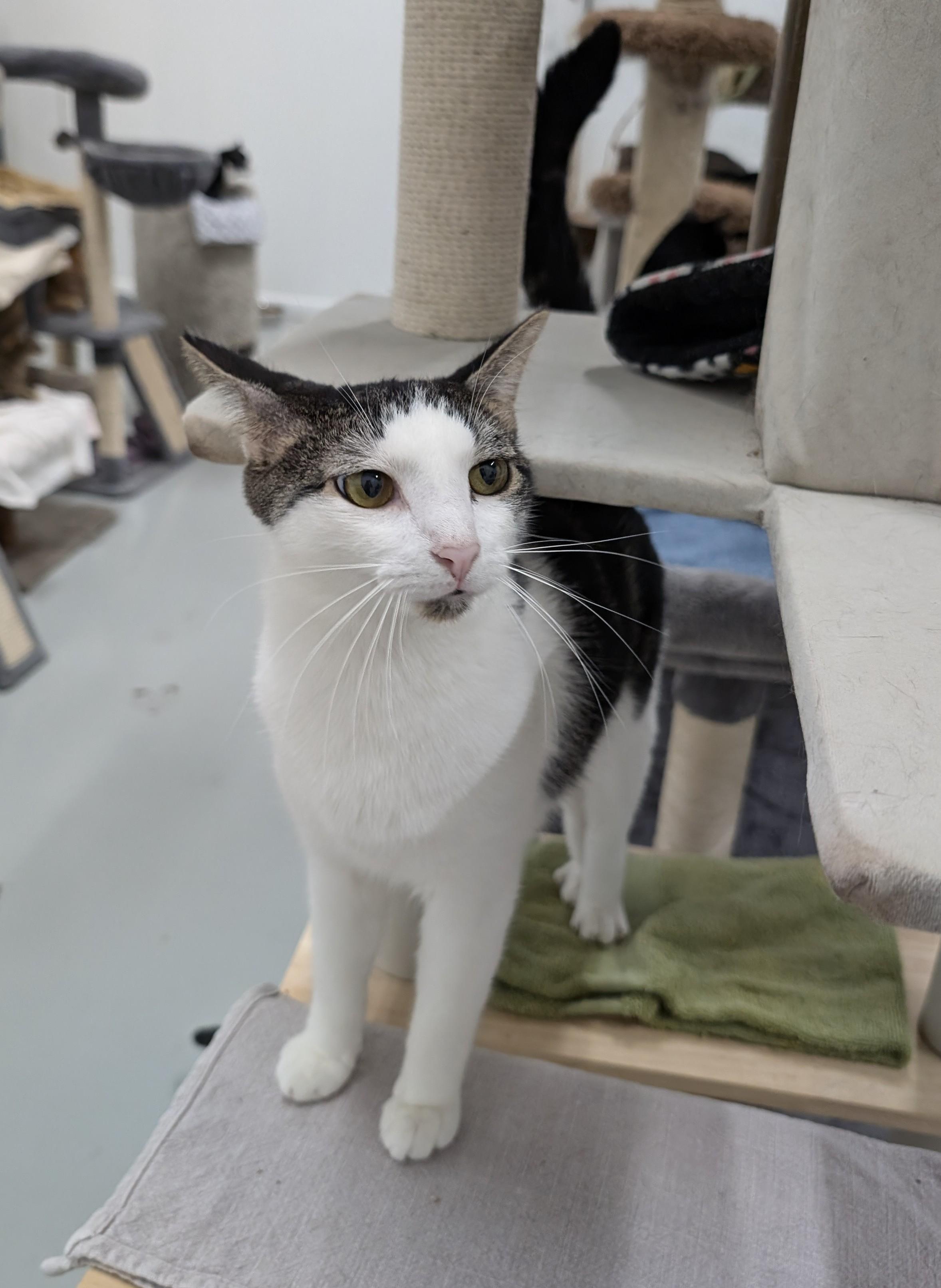 Alex, a Adoptable mixed breed in West Palm Beach, FL image 5/6