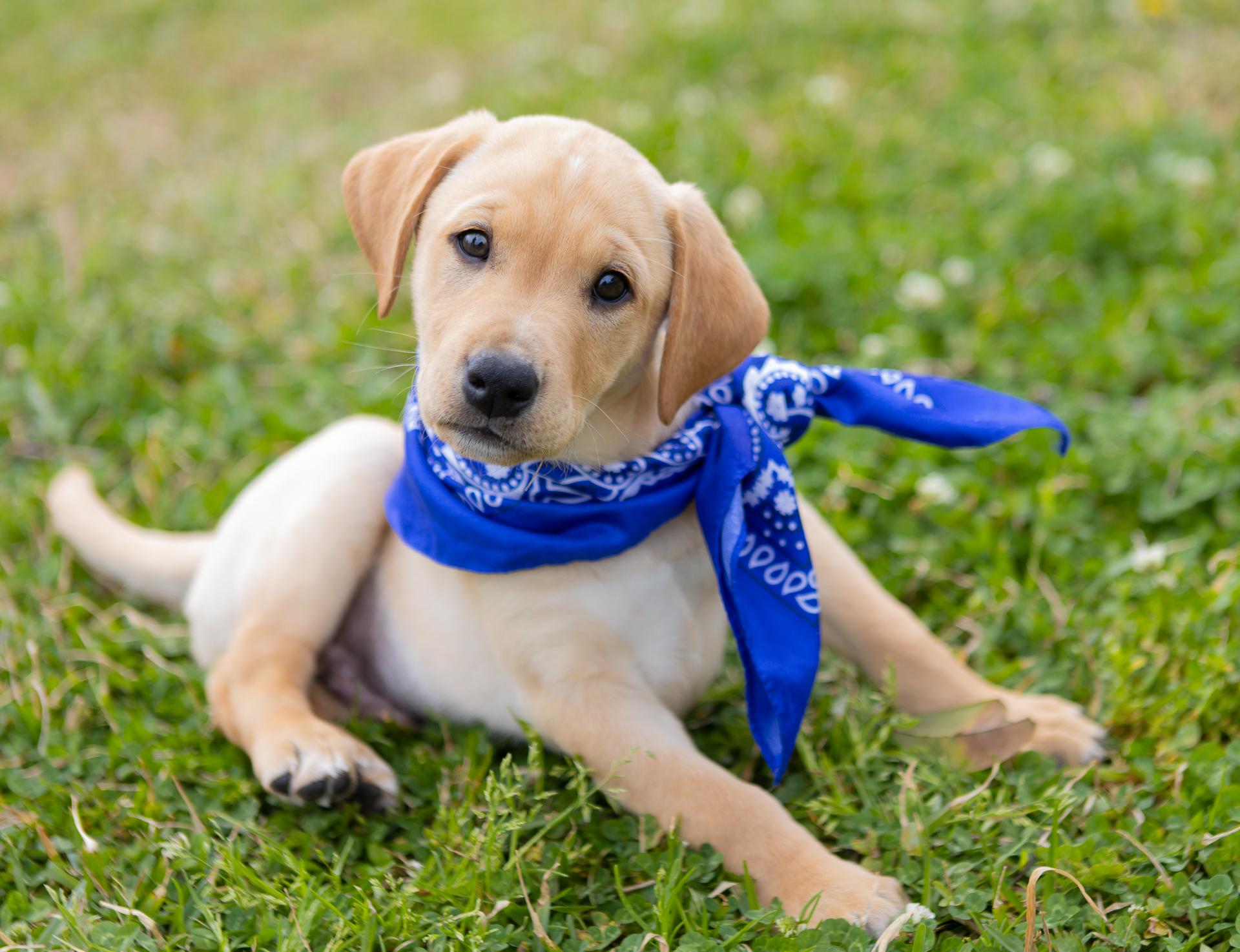 Enlarge Harlow, a Adopted mixed breed in Zachary, LA image 3/6