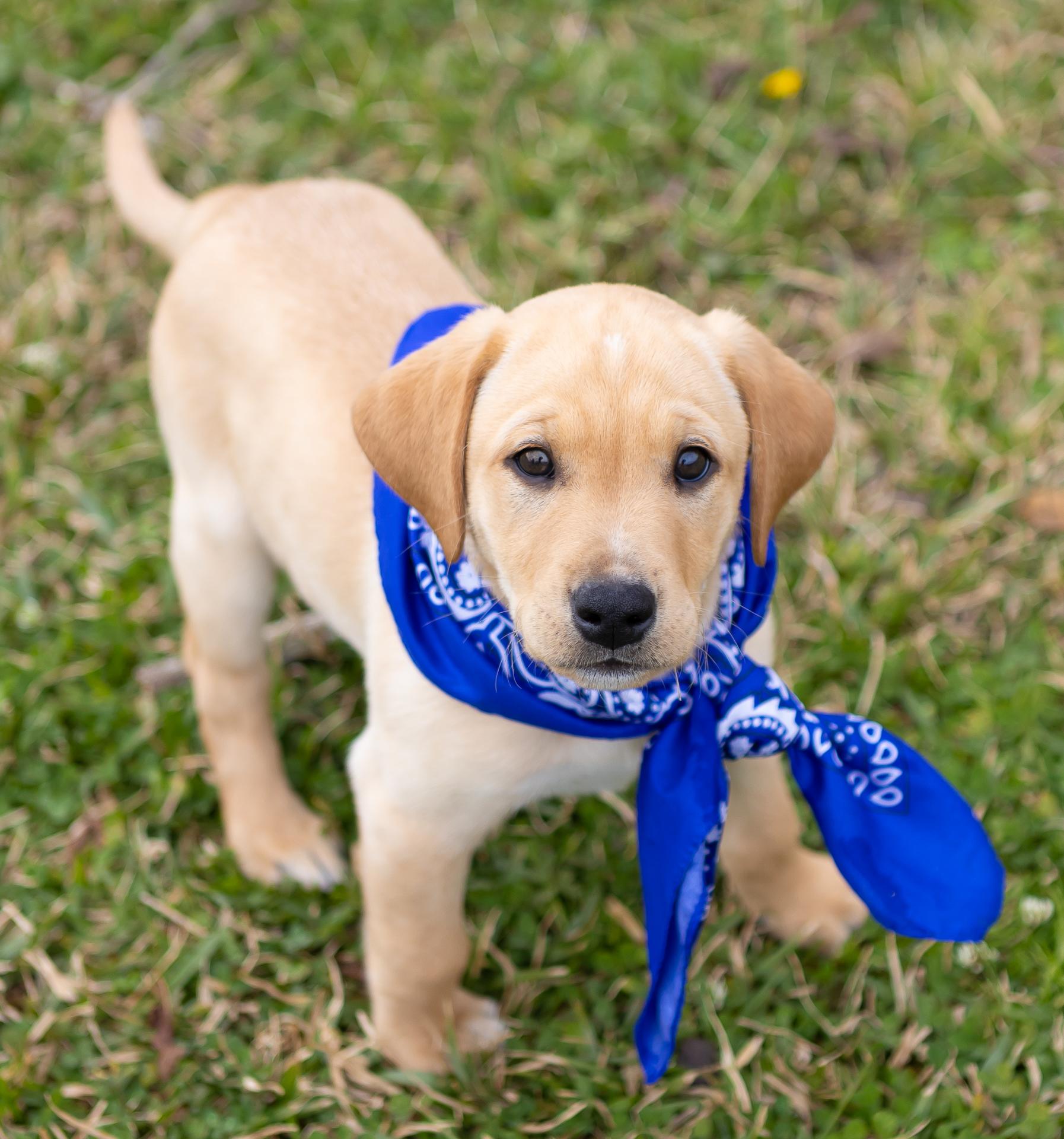 Harlow, Adopted, Puppy Male Yellow Labrador Retriever.