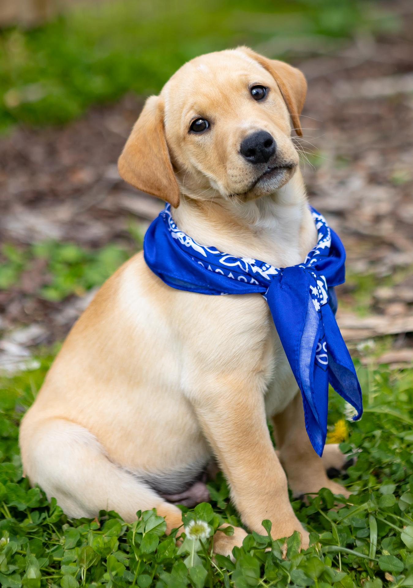 Enlarge Harlow, a Adopted mixed breed in Zachary, LA image 6/6