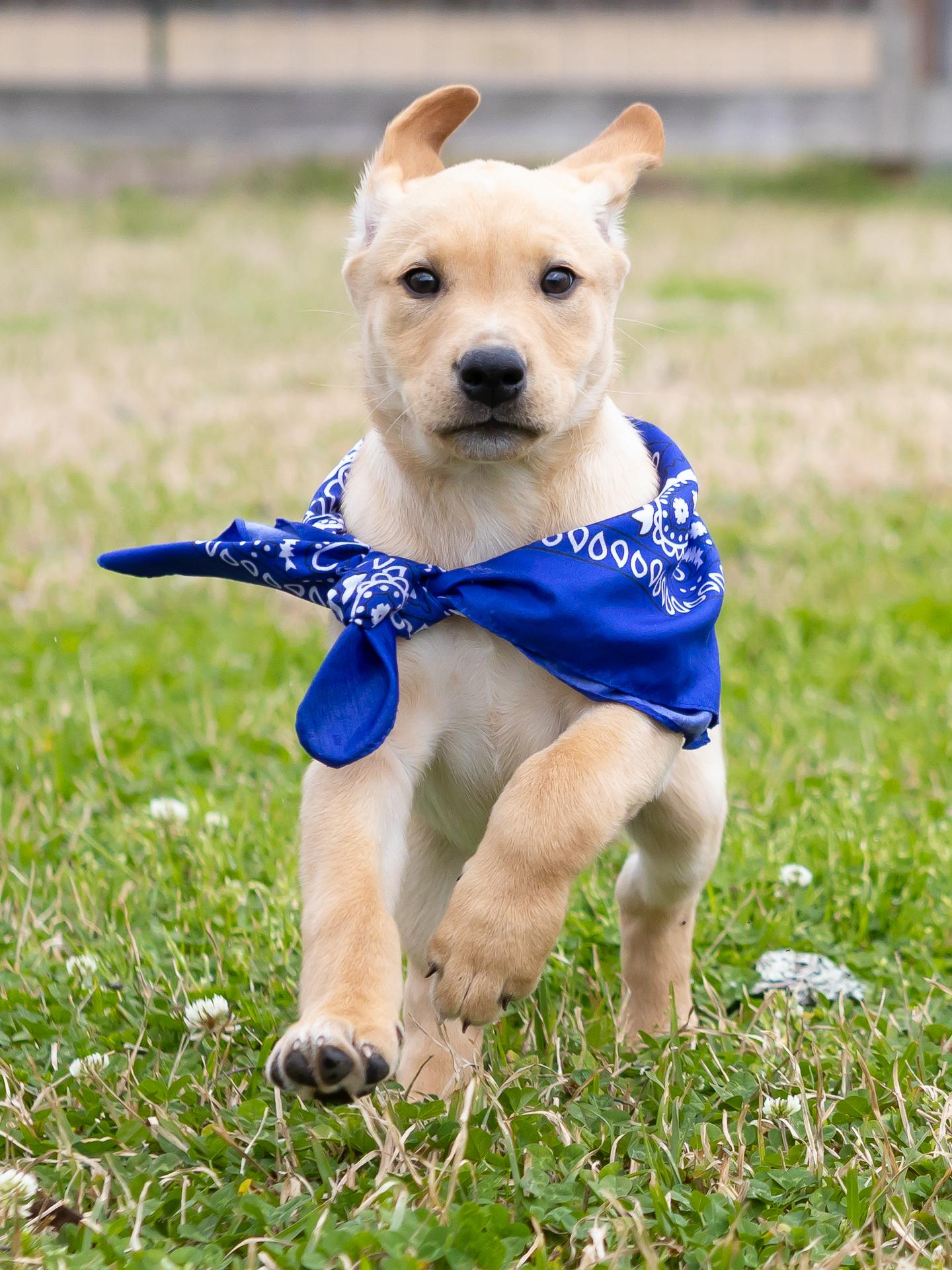 Enlarge Harlow, a Adopted mixed breed in Zachary, LA image 2/6