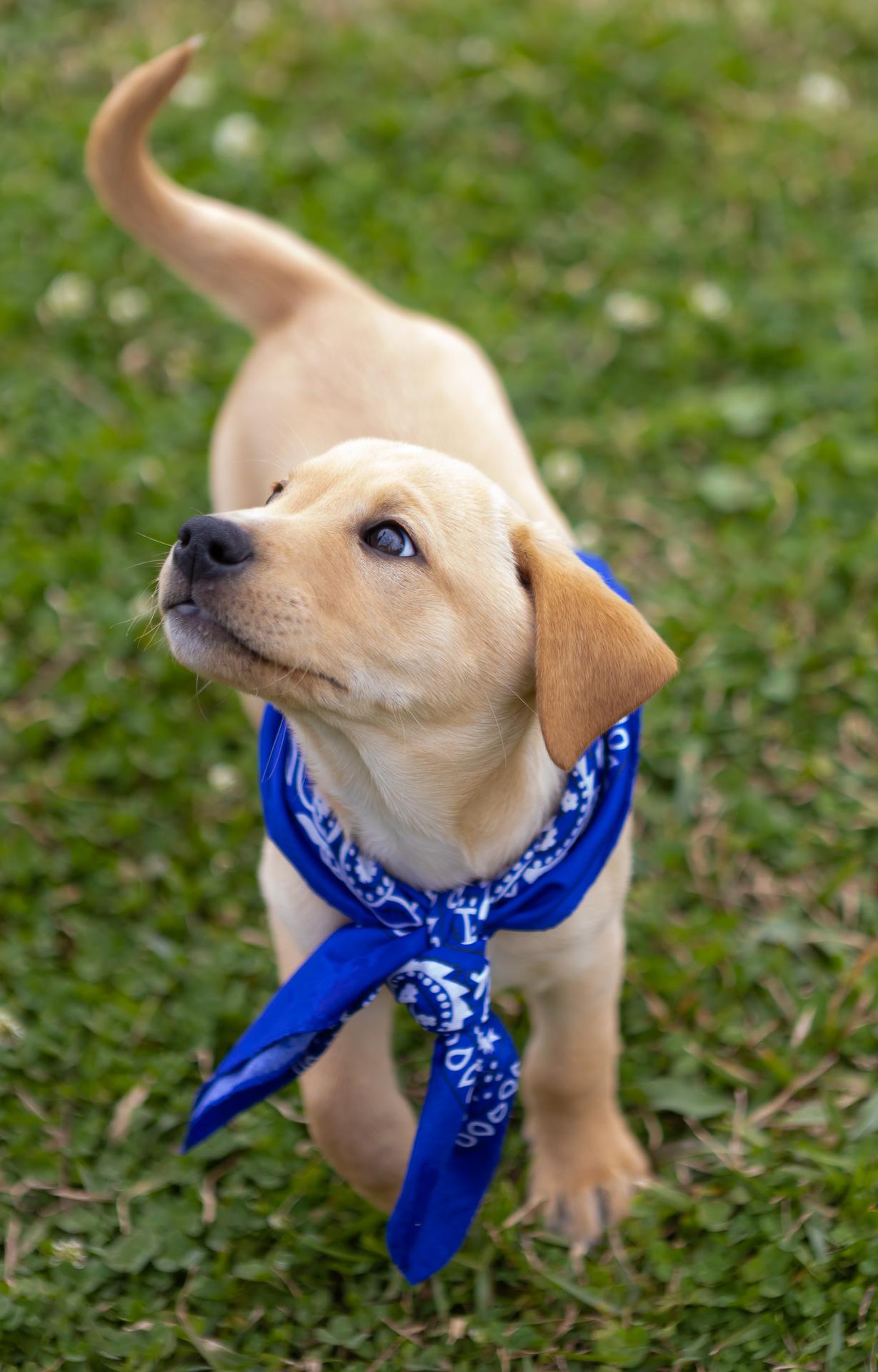 Enlarge Harlow, a Adopted mixed breed in Zachary, LA image 5/6
