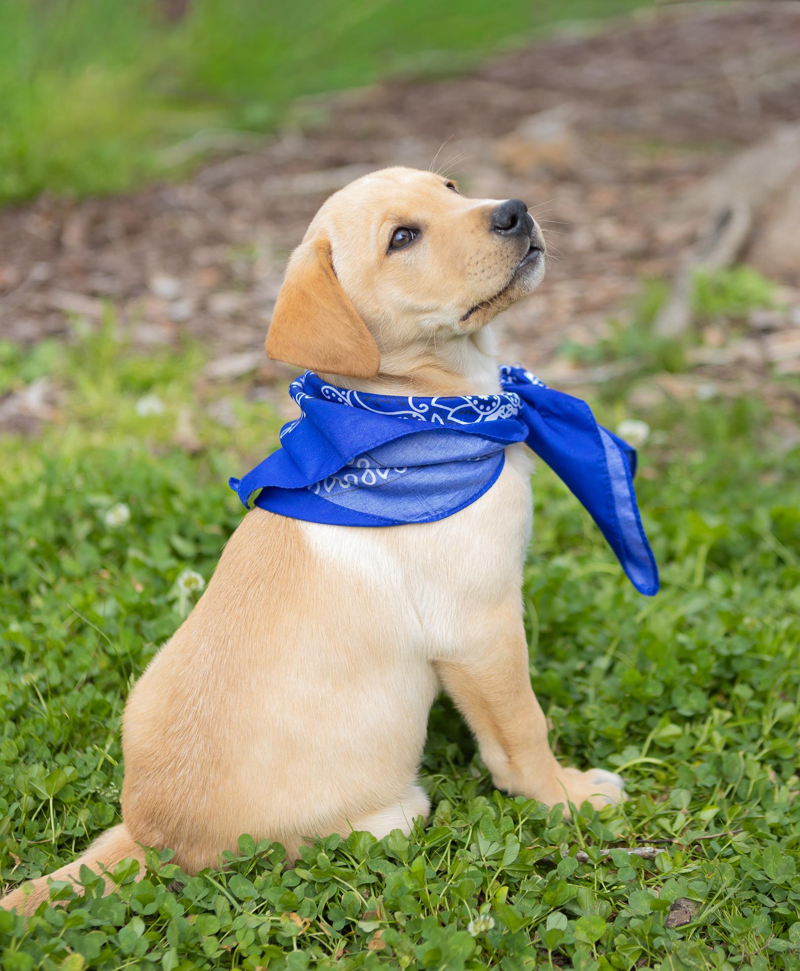 Enlarge Harlow, a Adopted mixed breed in Zachary, LA image 4/6