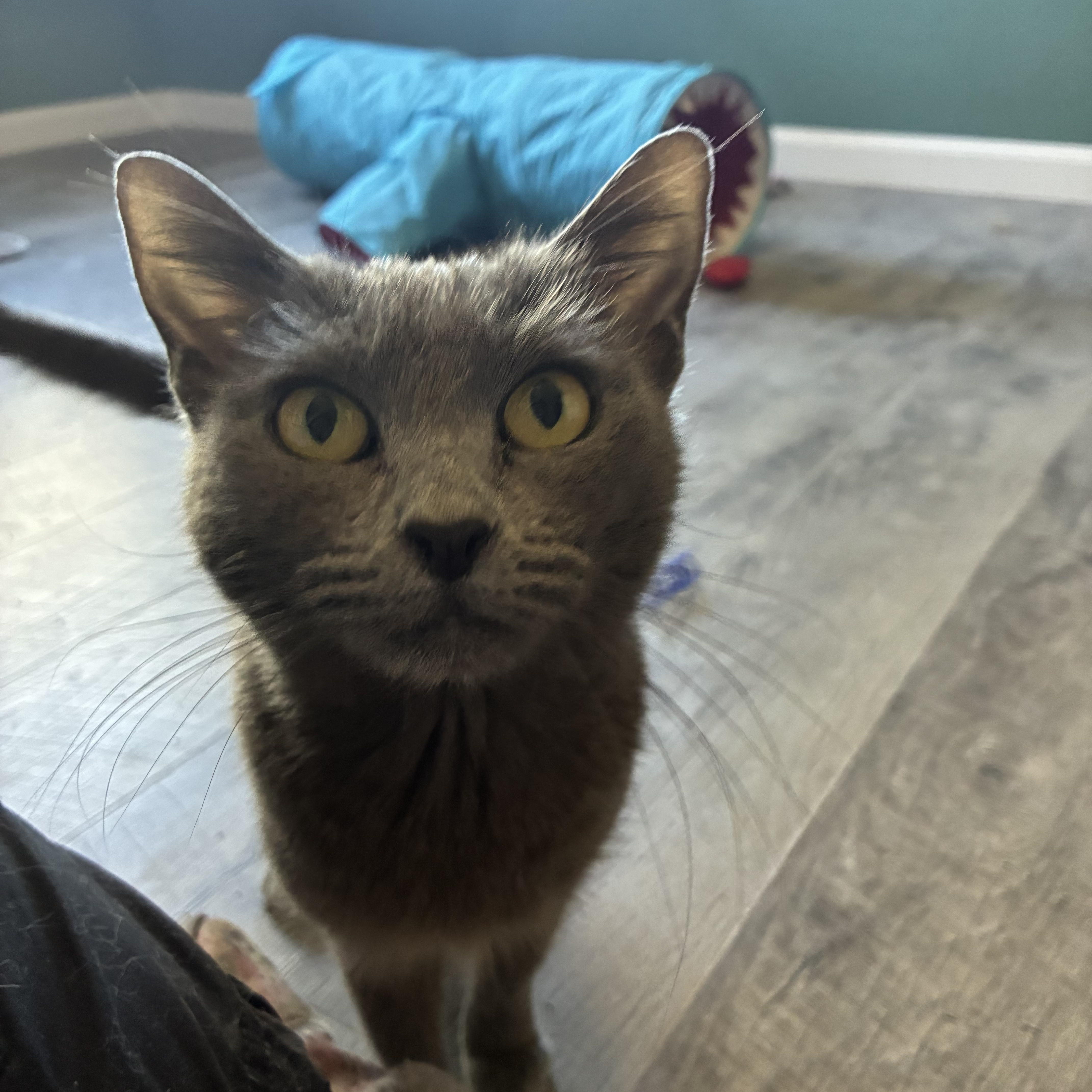 Enlarge Aspen, a ADOPTABLE mixed breed in queen creek, AZ image 2/3