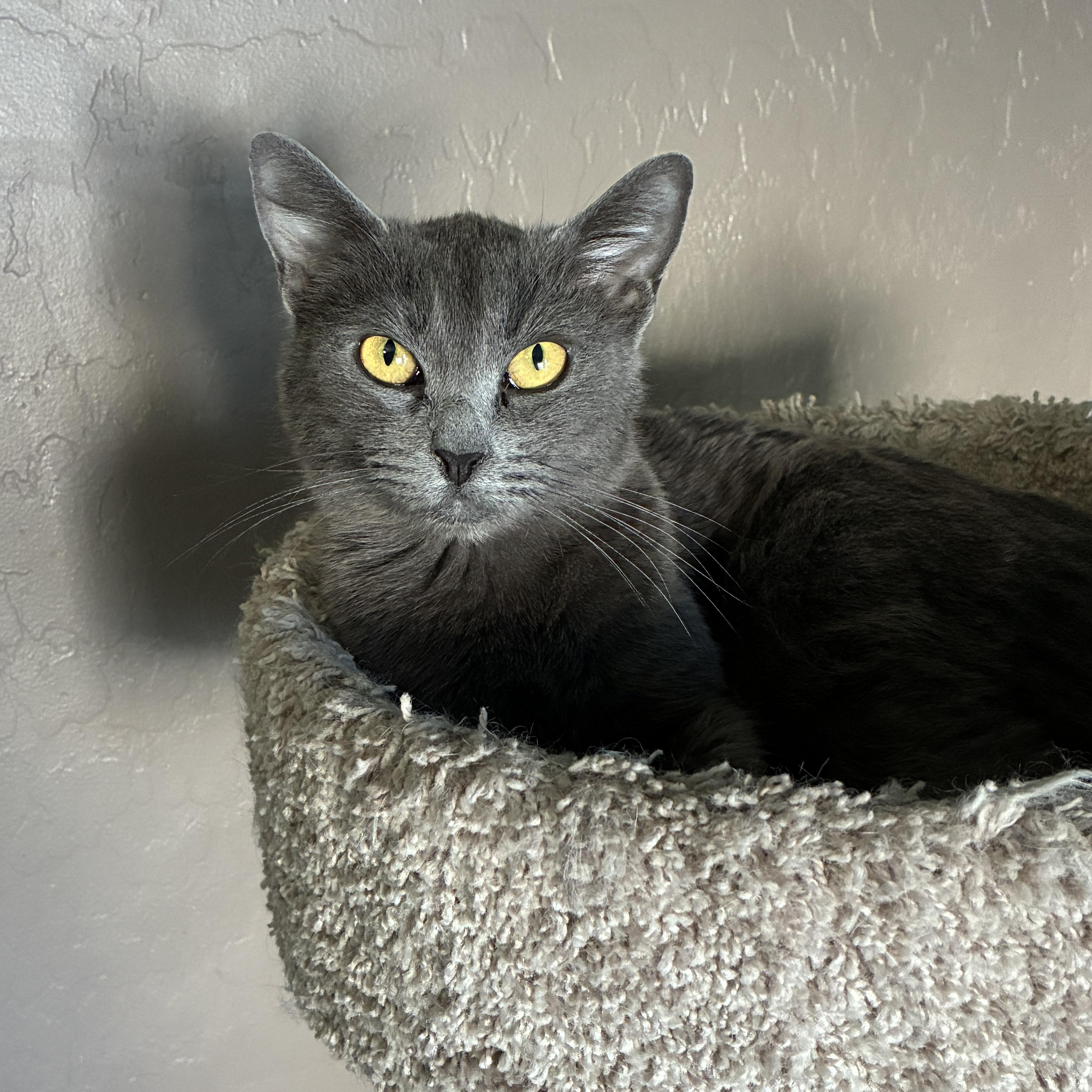 Aspen, ADOPTABLE, Young Female Russian Blue & Domestic Short Hair.